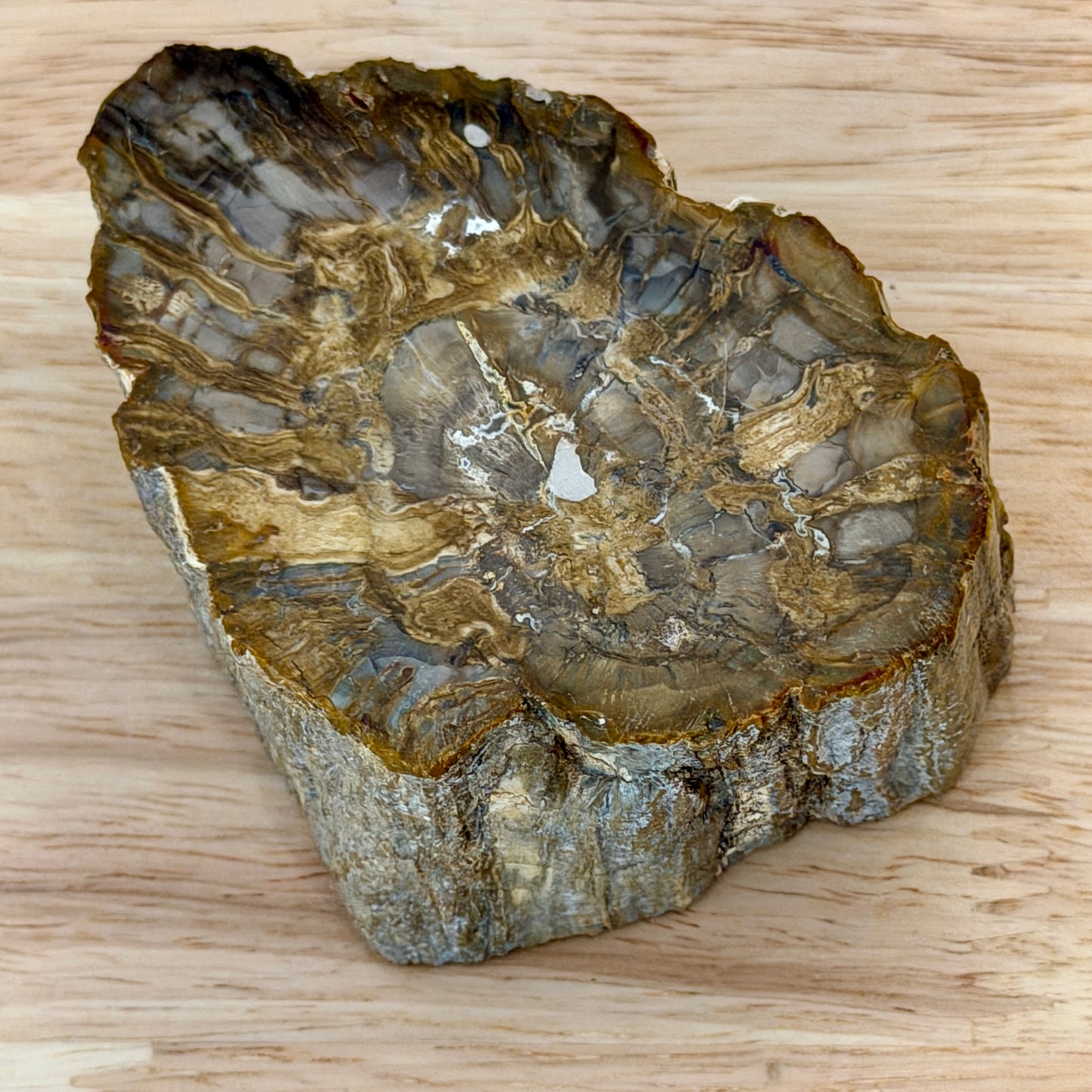 Petrified Wood Mini Stump Accent 3.4"