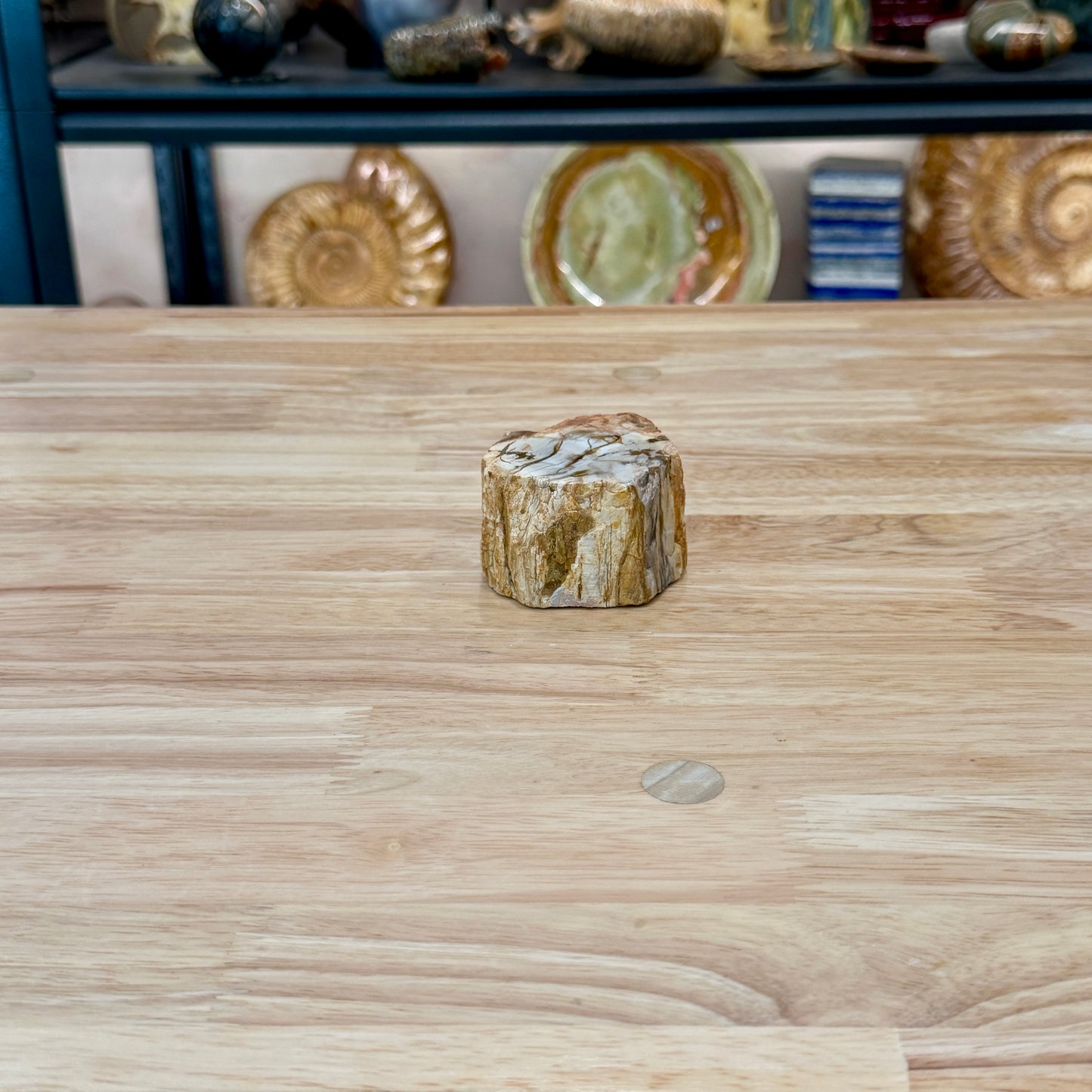 Petrified Wood Mini Stump Accent 2.5"