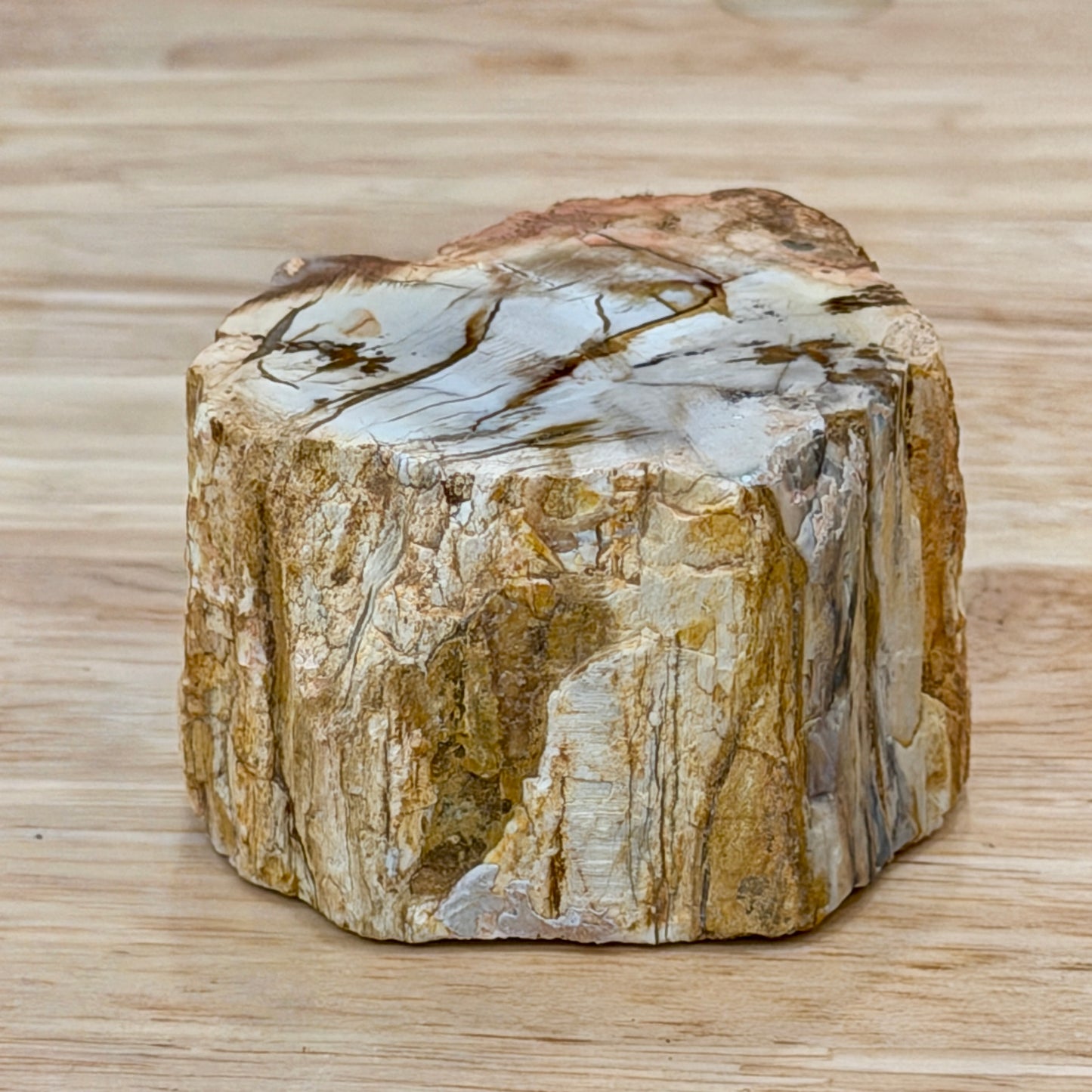 Petrified Wood Mini Stump Accent 2.5"
