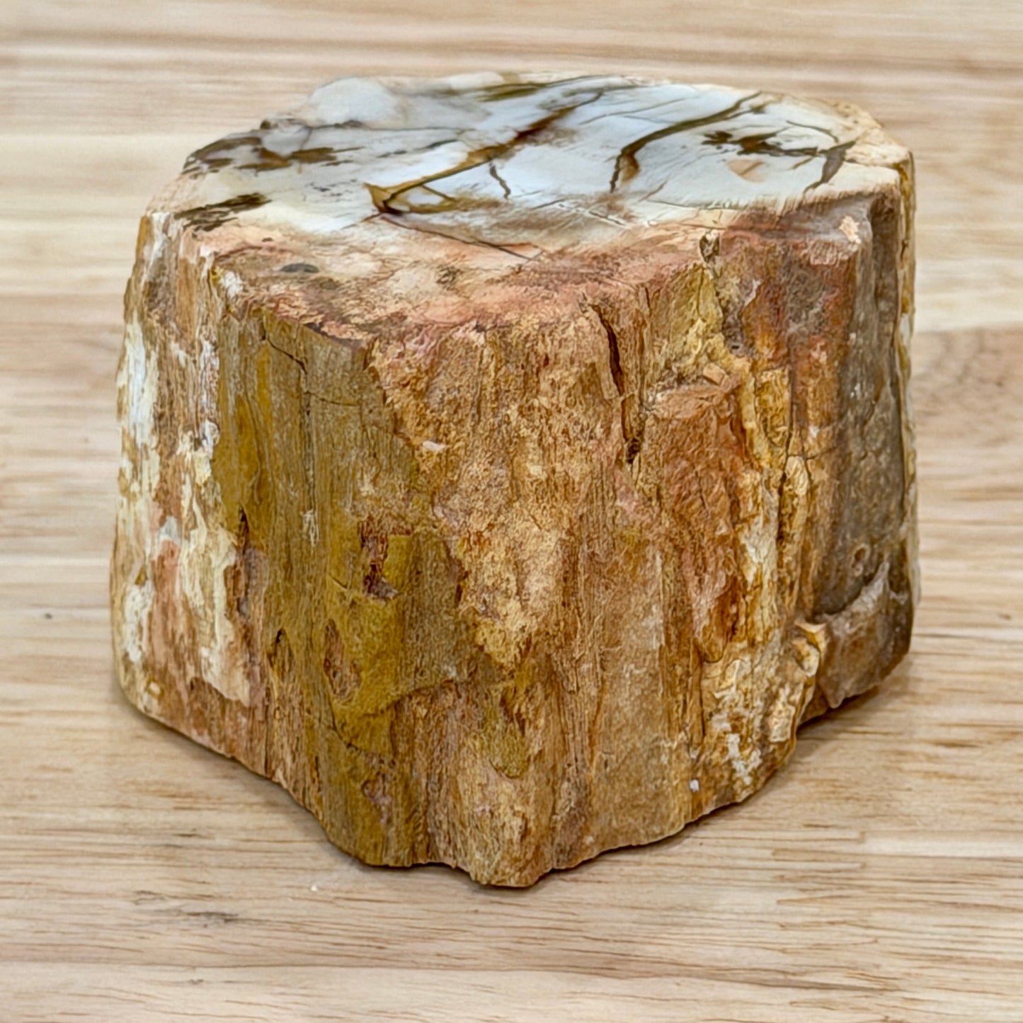 Petrified Wood Mini Stump Accent 2.5"