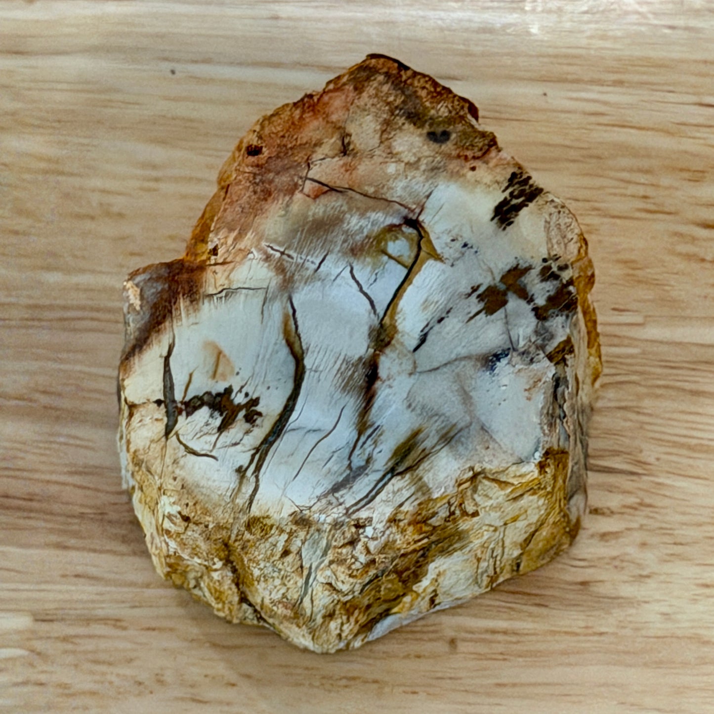 Petrified Wood Mini Stump Accent 2.5"