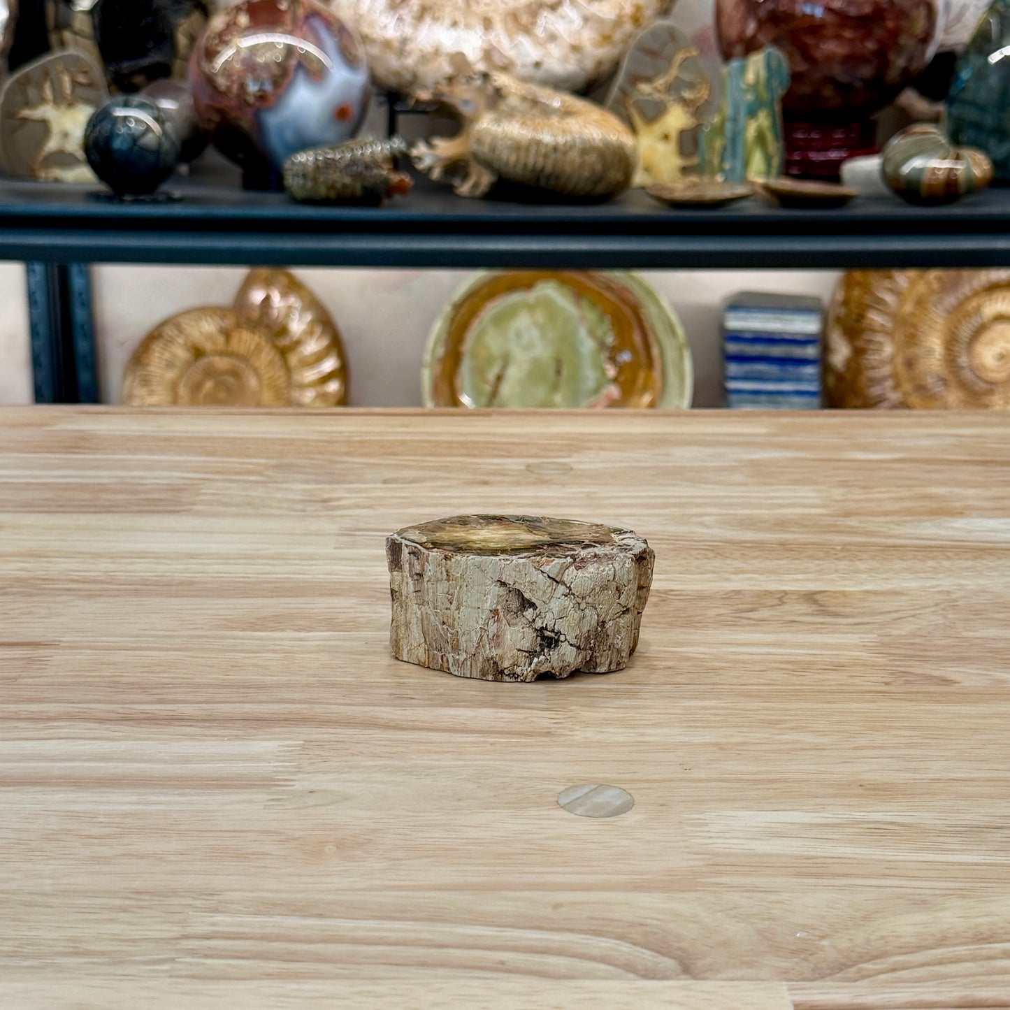 Petrified Wood Mini Stump Accent 3"