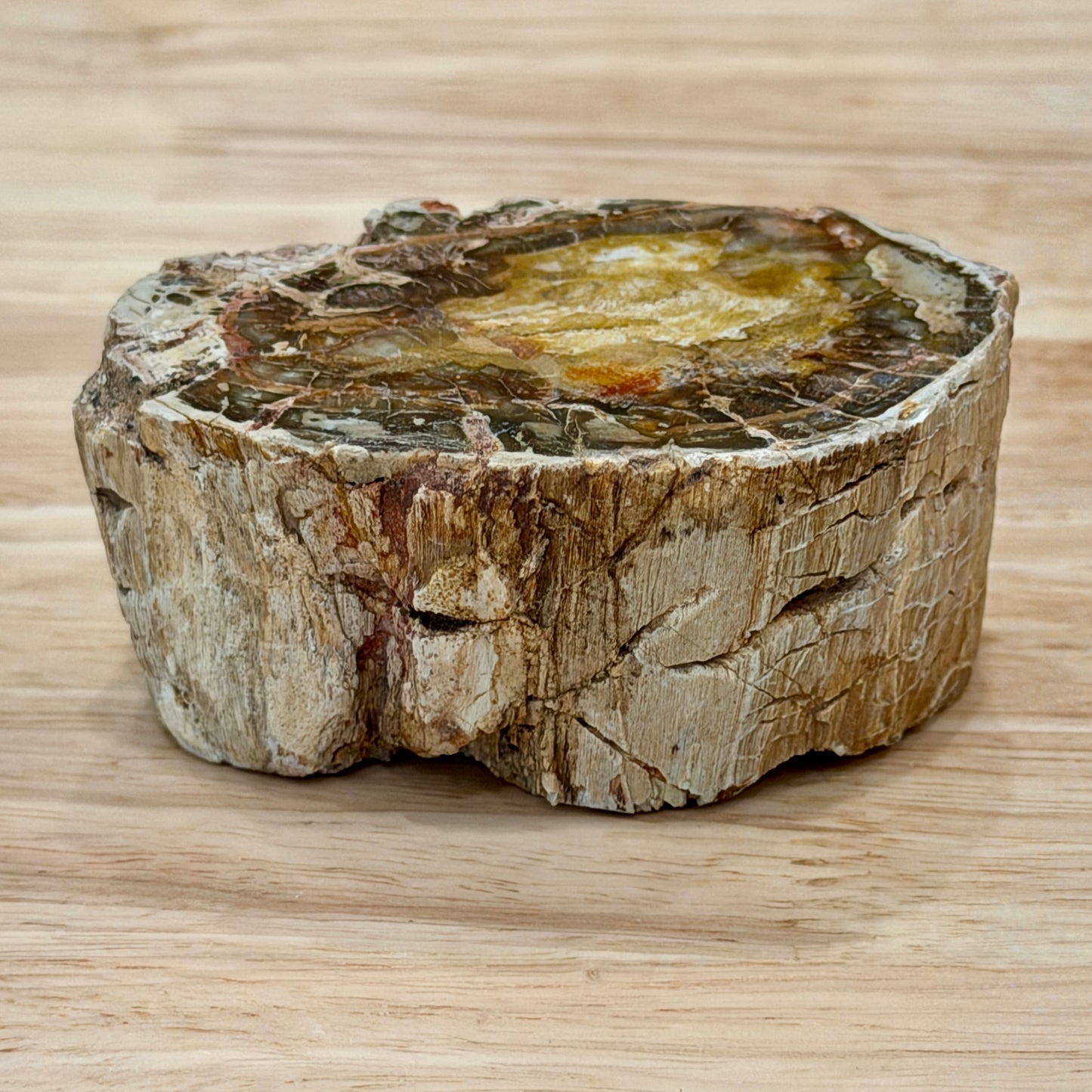 Petrified Wood Mini Stump Accent 3"