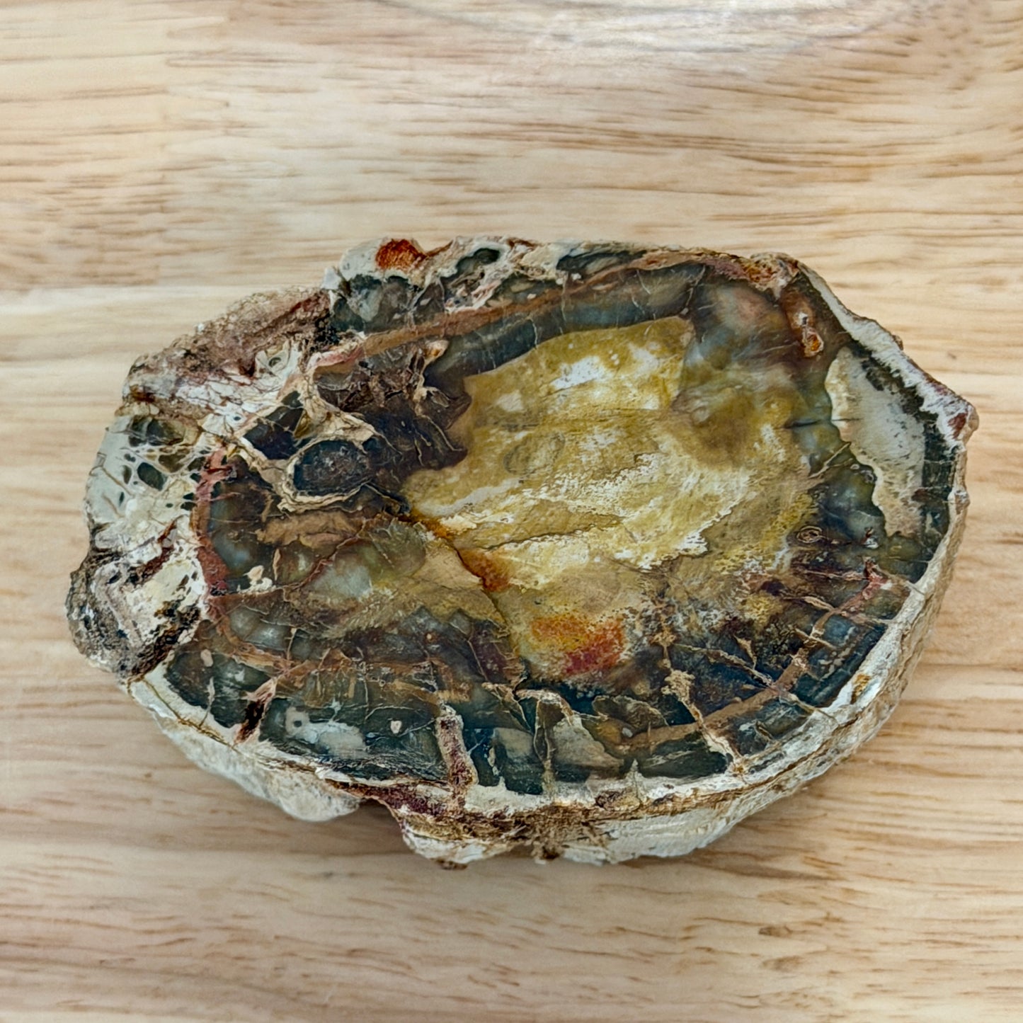 Petrified Wood Mini Stump Accent 3"