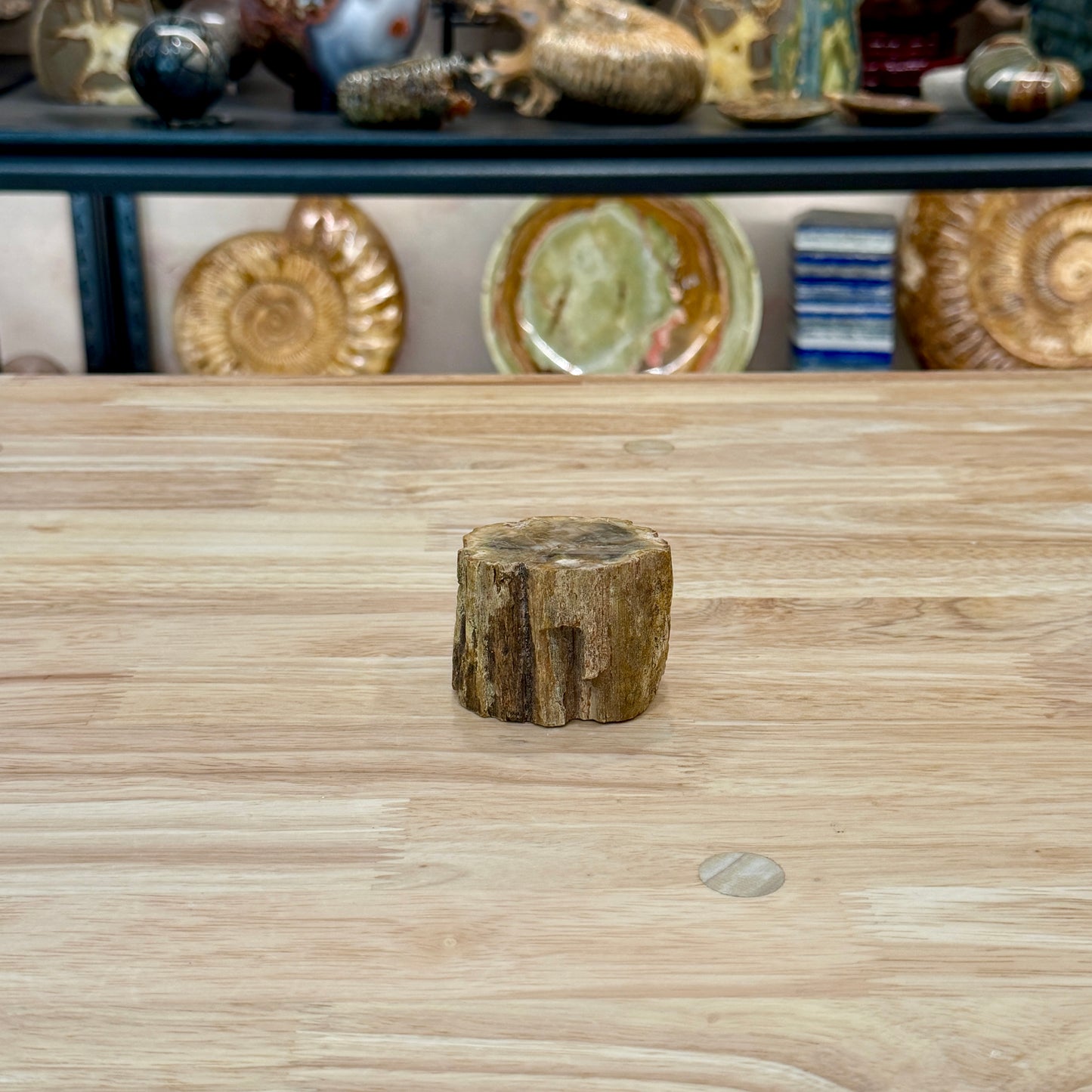 Petrified Wood Mini Stump Accent 2.3"