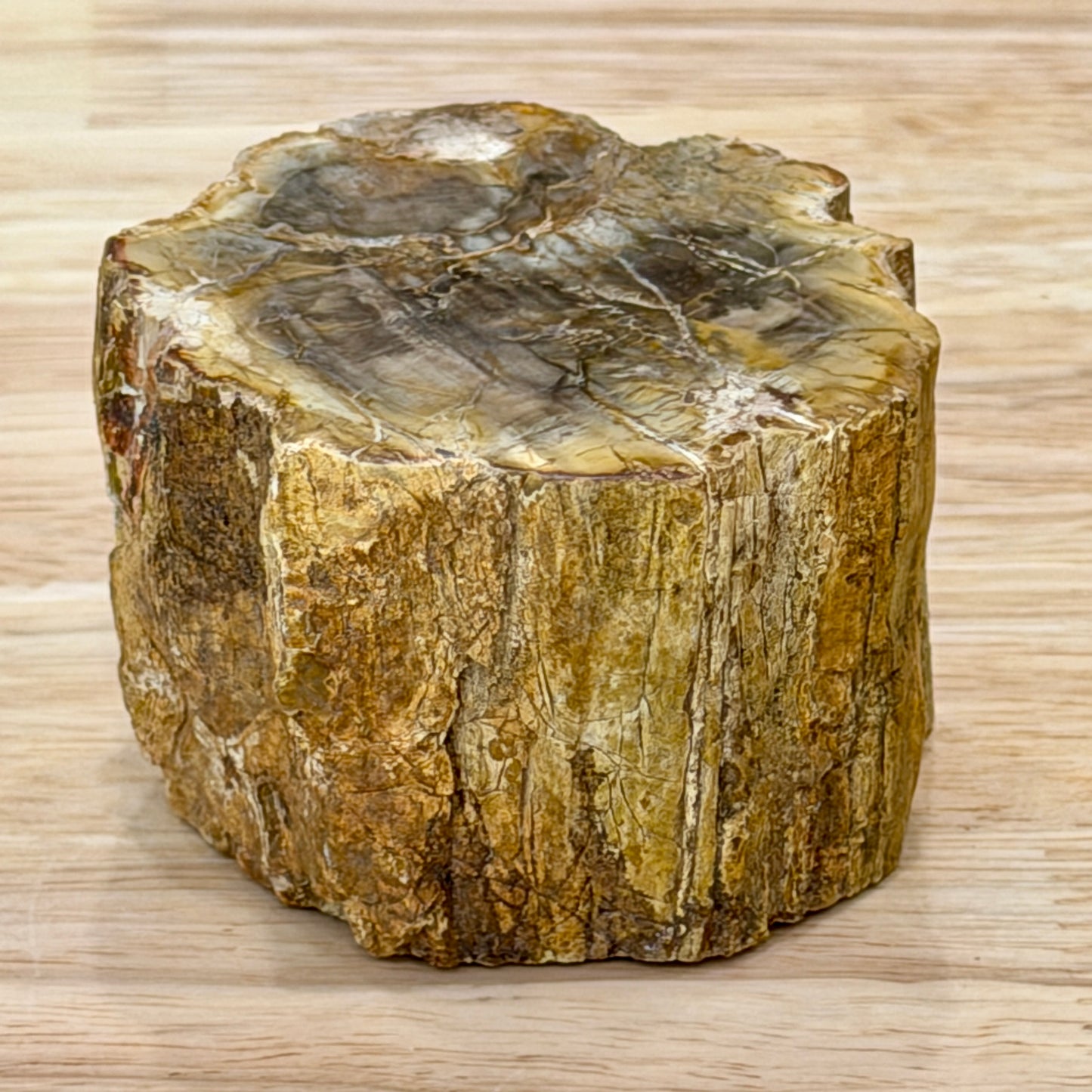 Petrified Wood Mini Stump Accent 2.3"