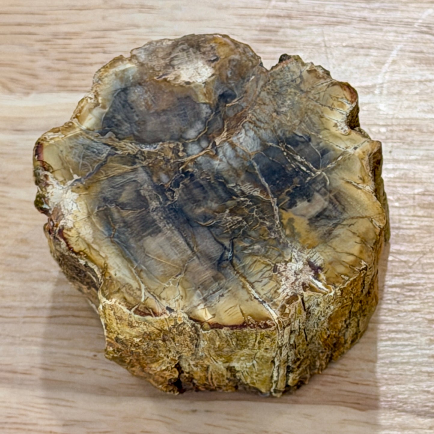 Petrified Wood Mini Stump Accent 2.3"