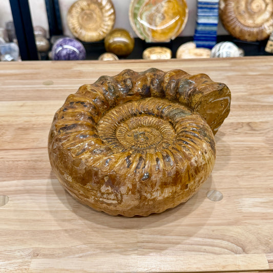 Reserve Jurassic Ammonite Fossil 10"