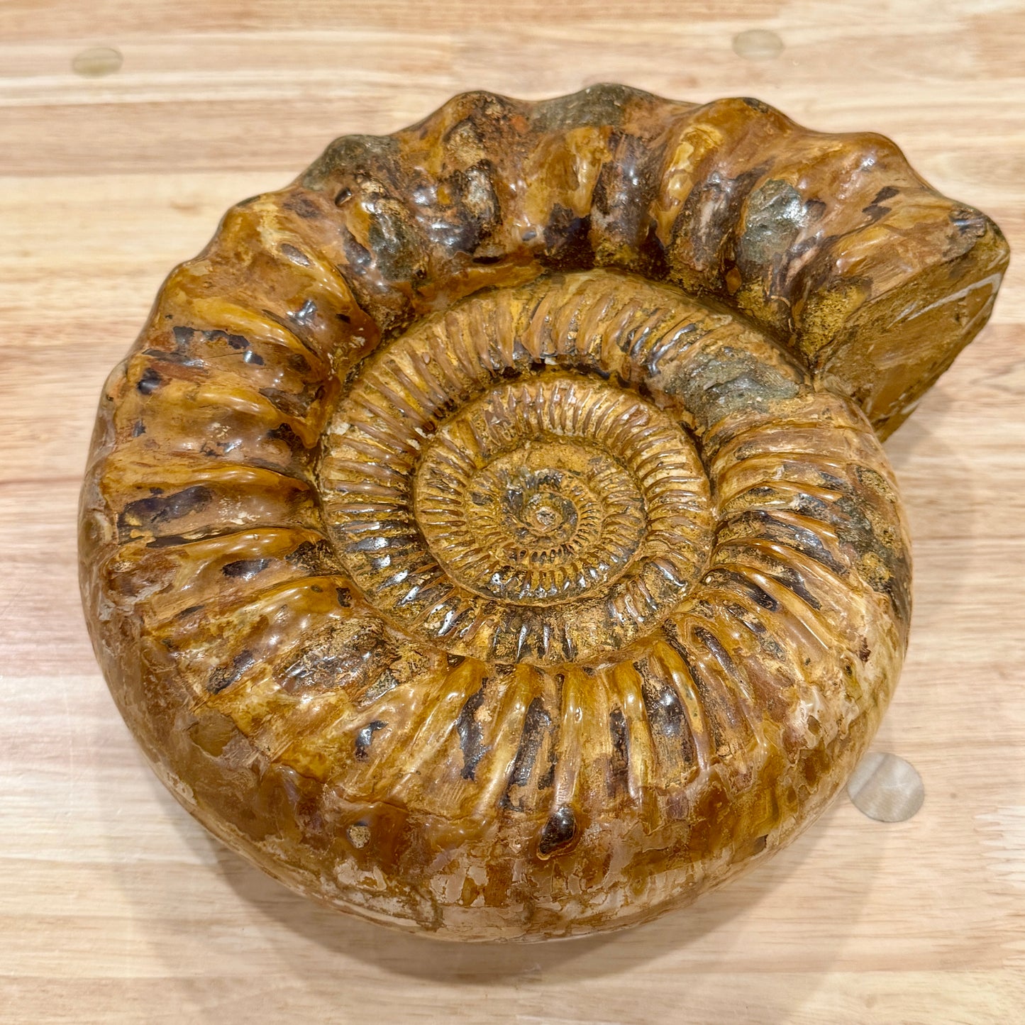 Reserve Jurassic Ammonite Fossil 10"