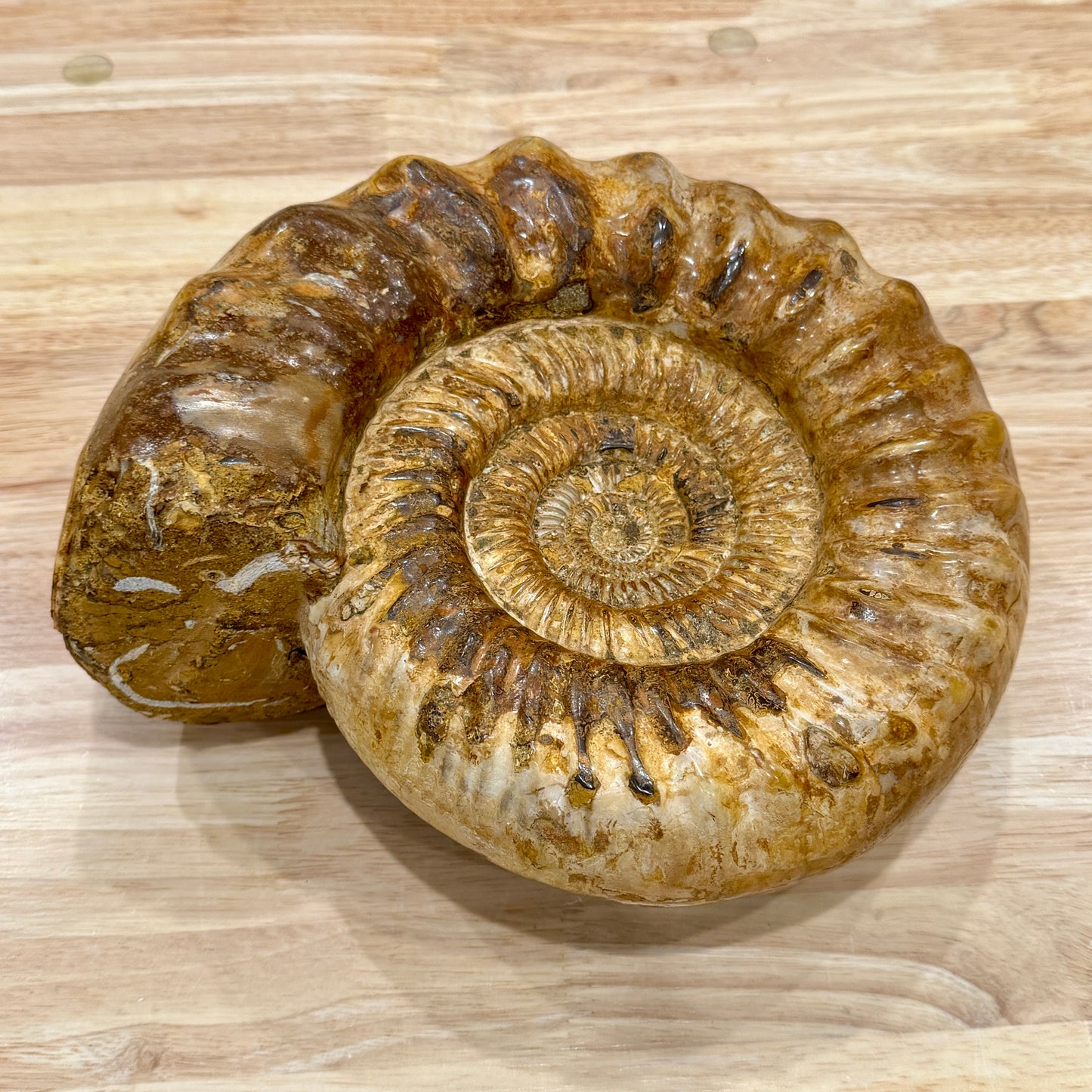 Reserve Jurassic Ammonite Fossil 10"
