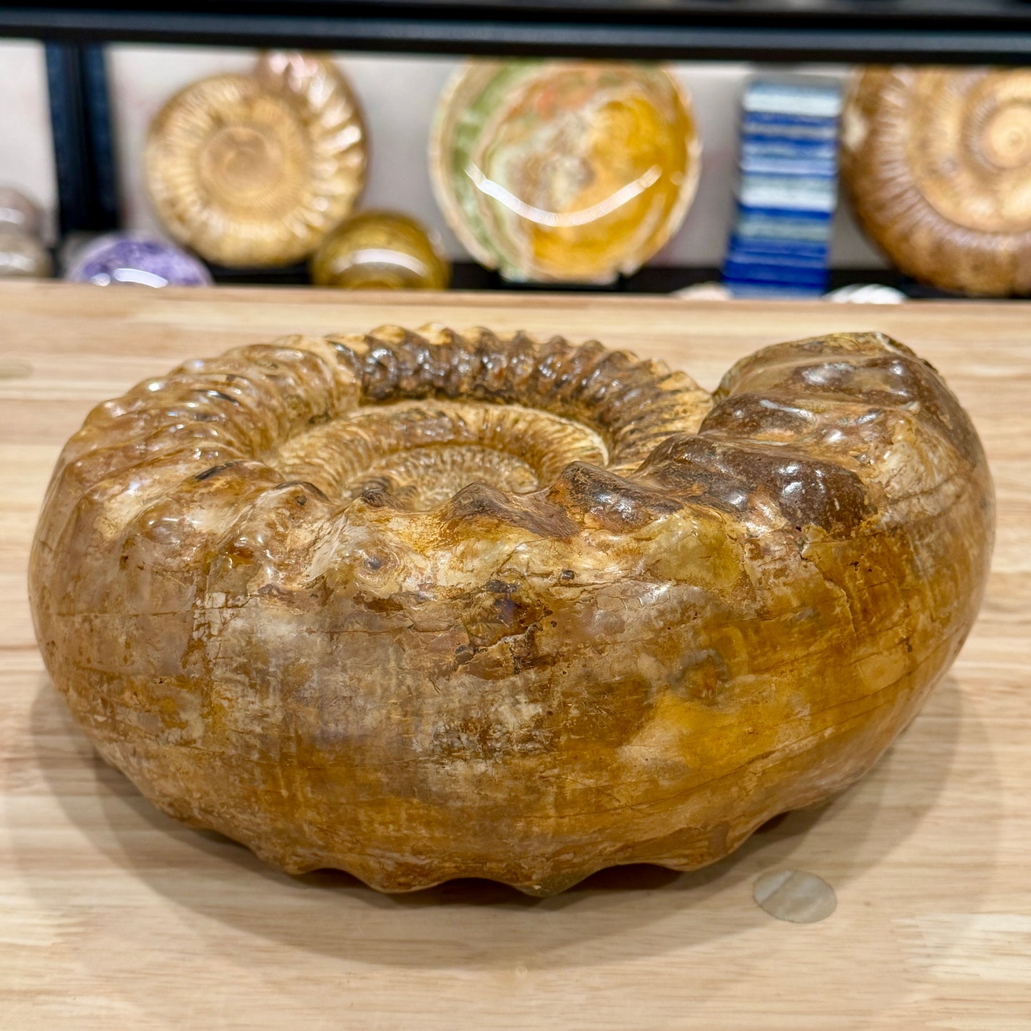 Reserve Jurassic Ammonite Fossil 10"