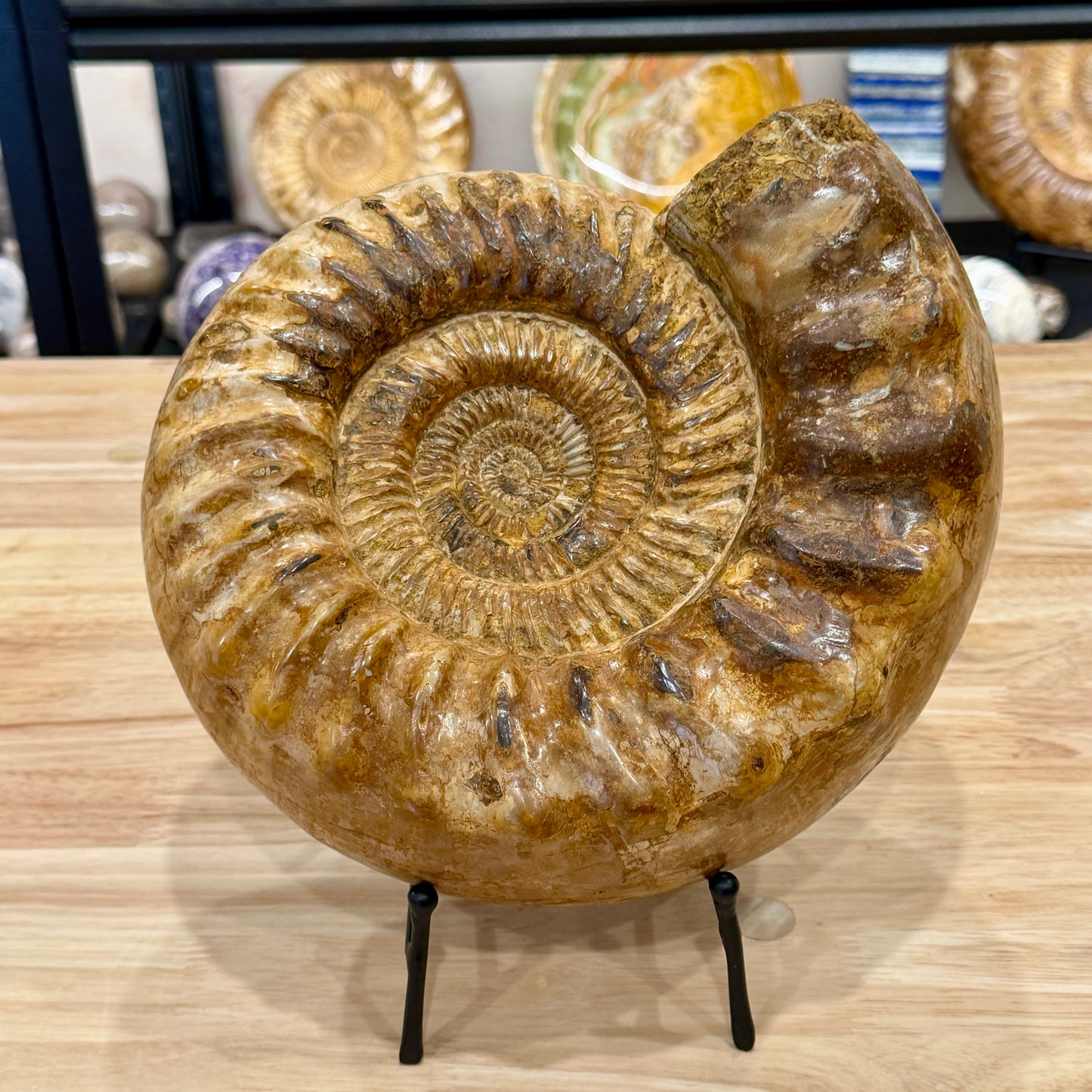 Reserve Jurassic Ammonite Fossil 10"