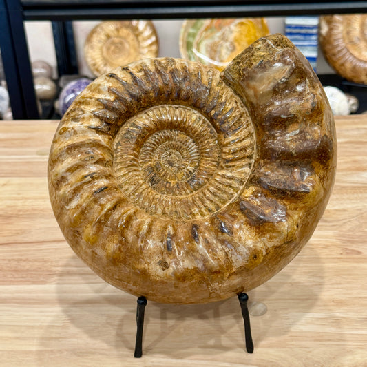Reserve Jurassic Ammonite Fossil 10"