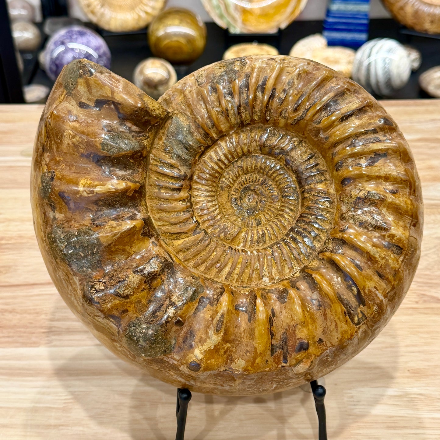 Reserve Jurassic Ammonite Fossil 10"