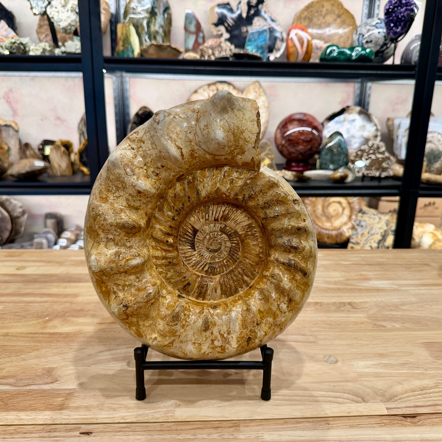 Reserve Jurassic Ammonite Fossil 12.25" + Stand