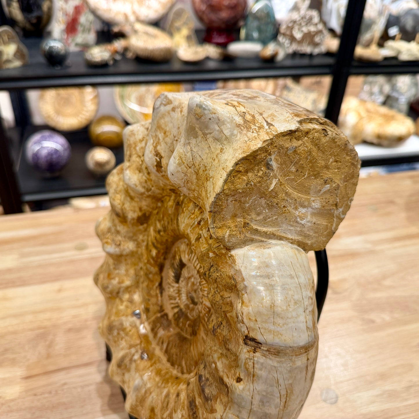 Reserve Jurassic Ammonite Fossil 12.25" + Stand