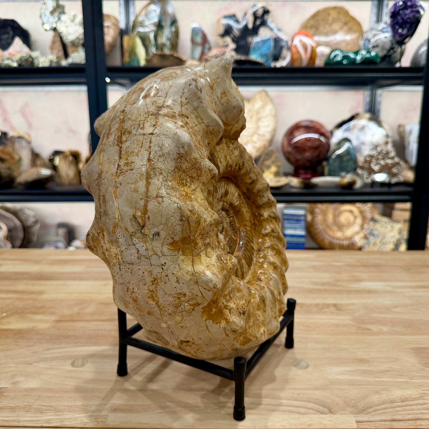 Reserve Jurassic Ammonite Fossil 12.25" + Stand