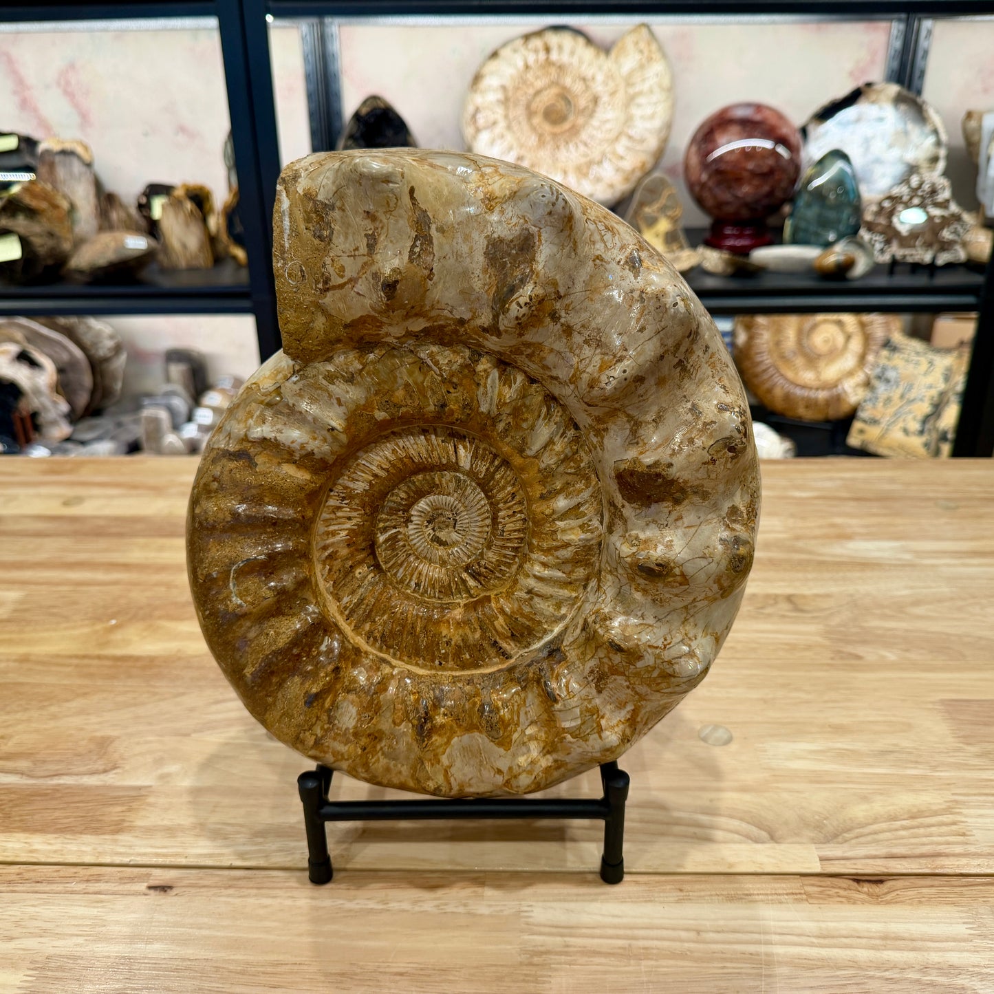 Reserve Jurassic Ammonite Fossil 12.25" + Stand