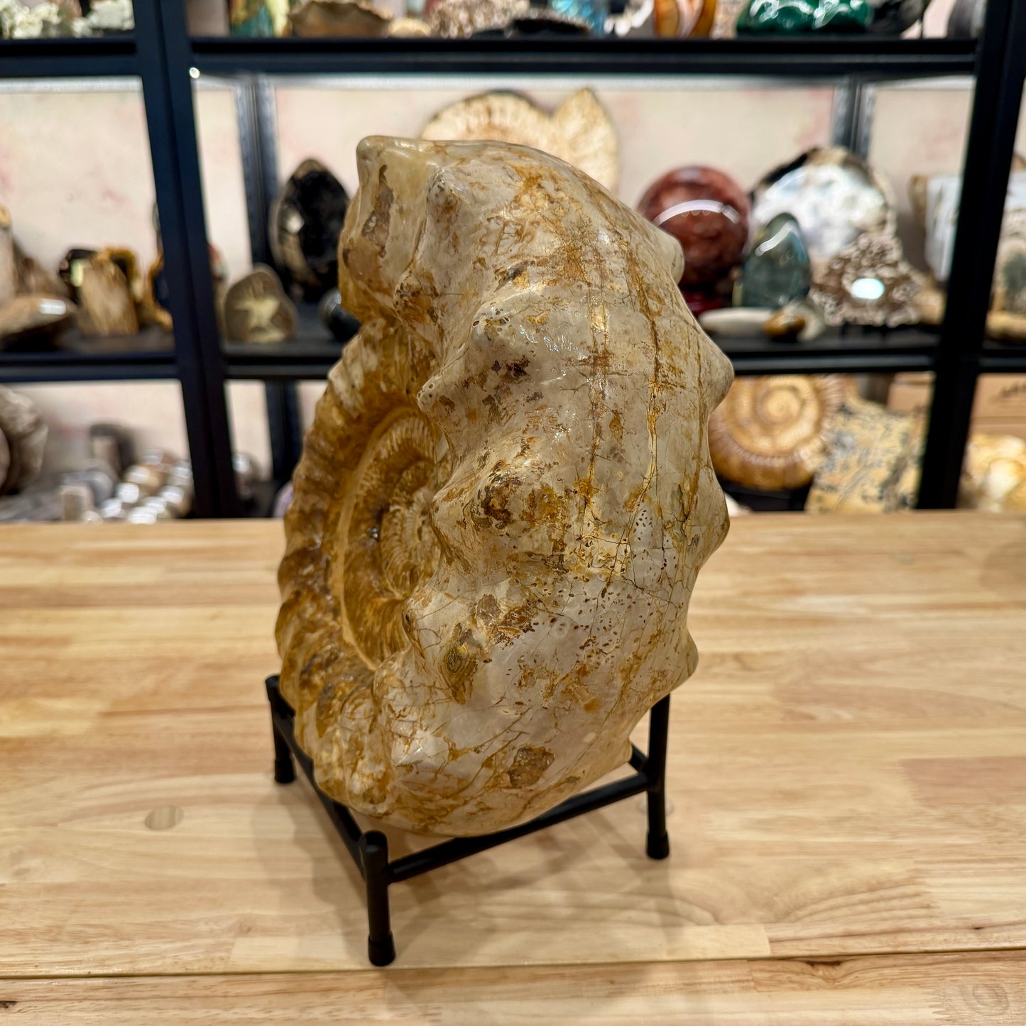 Reserve Jurassic Ammonite Fossil 12.25" + Stand