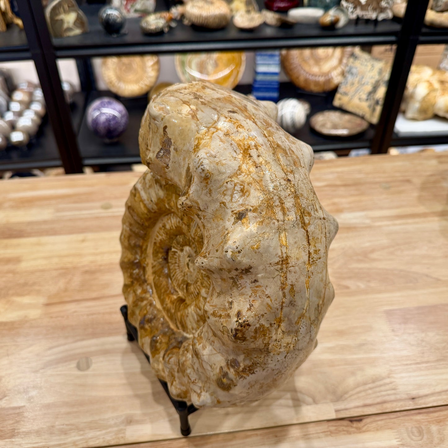 Reserve Jurassic Ammonite Fossil 12.25" + Stand