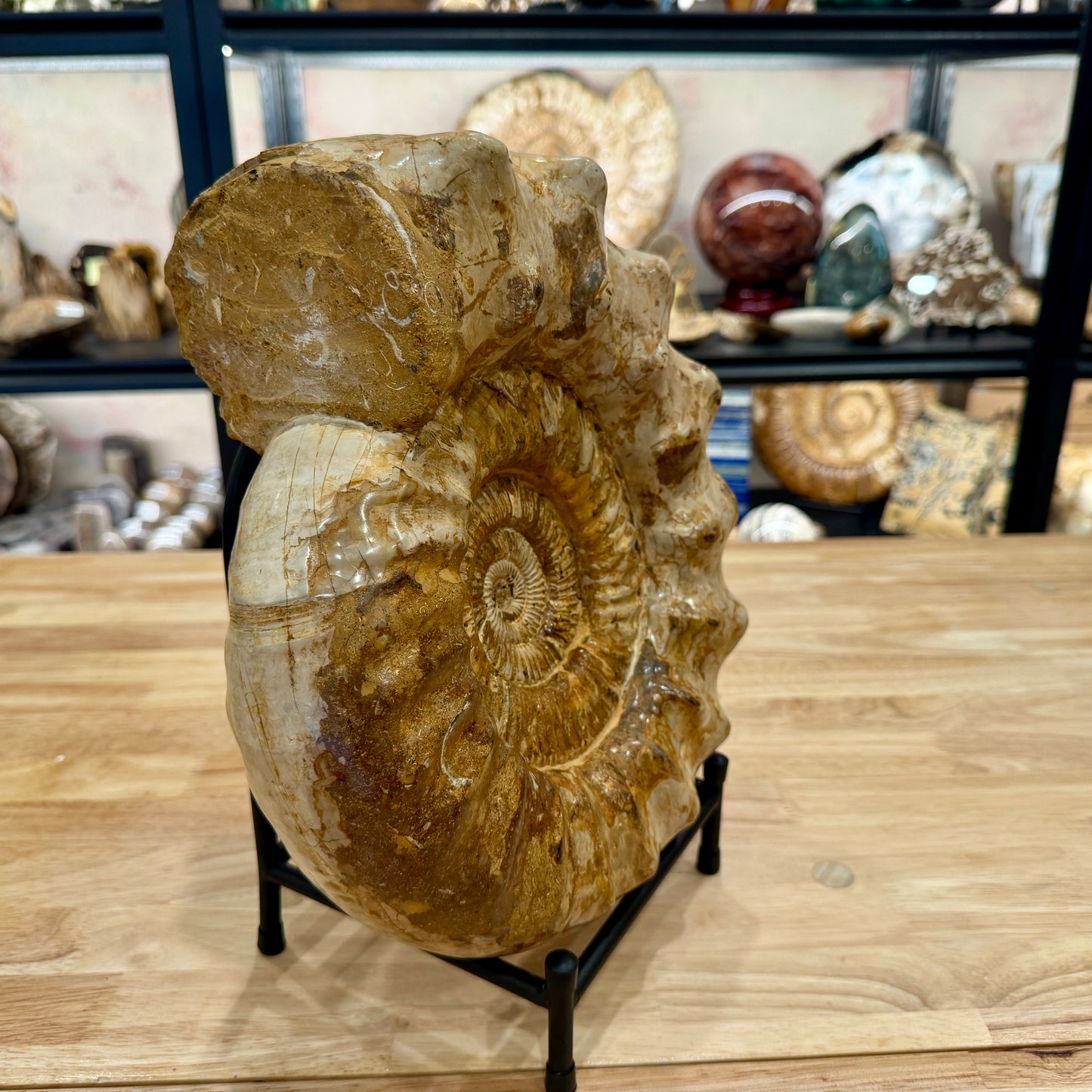 Reserve Jurassic Ammonite Fossil 12.25" + Stand