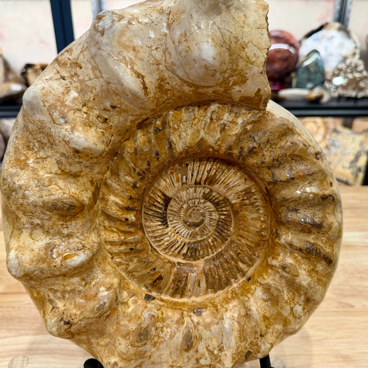 Reserve Jurassic Ammonite Fossil 12.25" + Stand