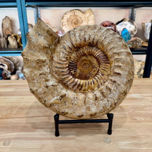 Reserve Jurassic Ammonite Fossil 12.5" | 20.34lb