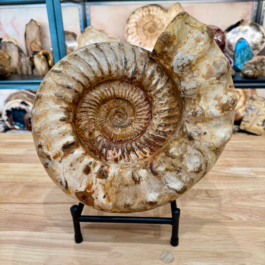 Reserve Jurassic Ammonite Fossil 12.5" | 20.34lb