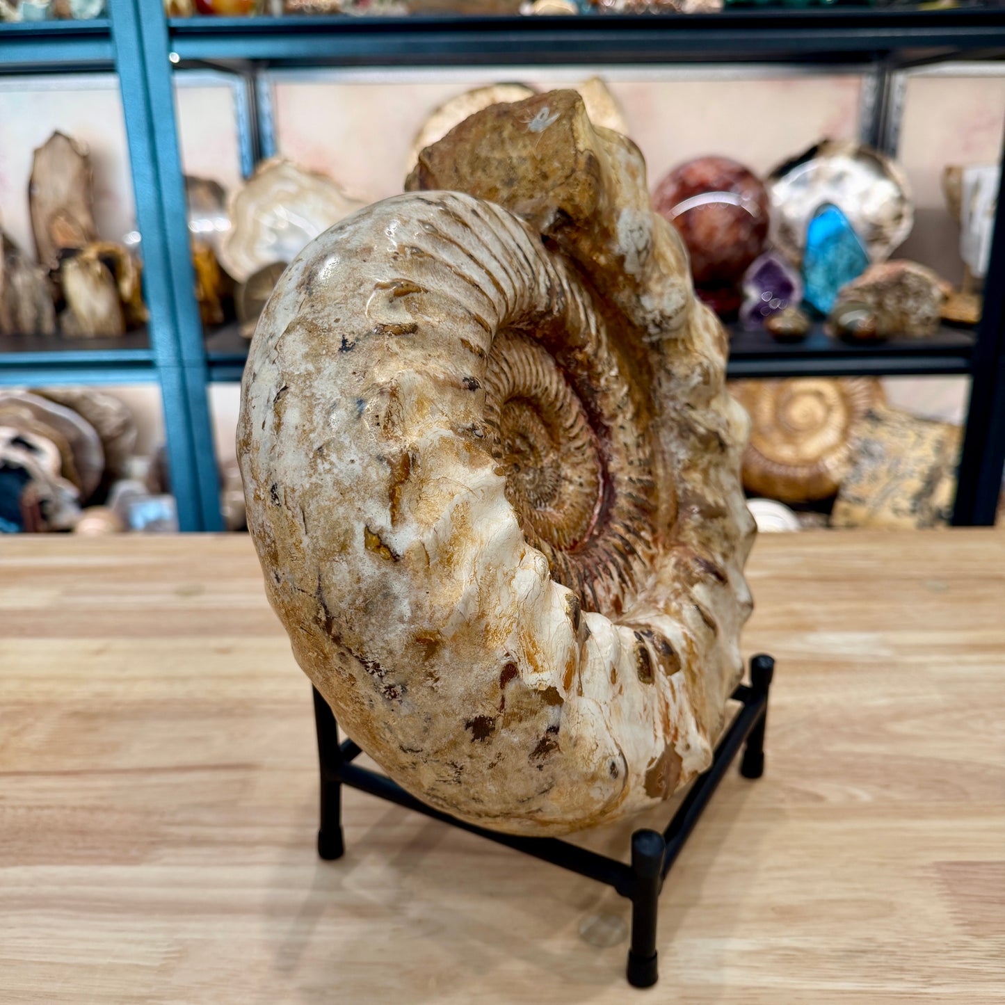 Reserve Jurassic Ammonite Fossil 12.5" | 20.34lb
