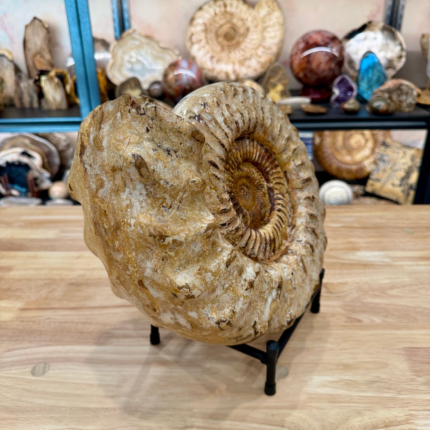 Reserve Jurassic Ammonite Fossil 12.5" | 20.34lb