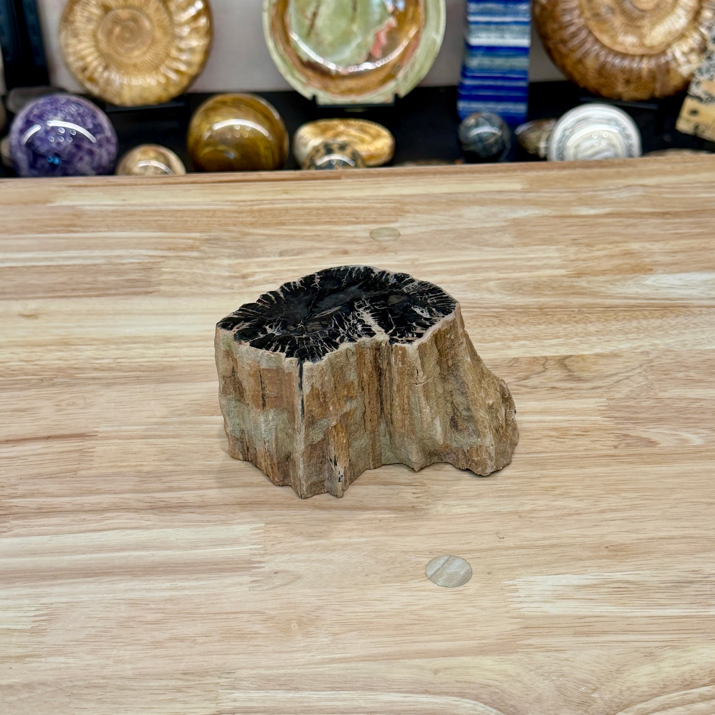 Petrified Wood Mini Stump Accent 5.6"