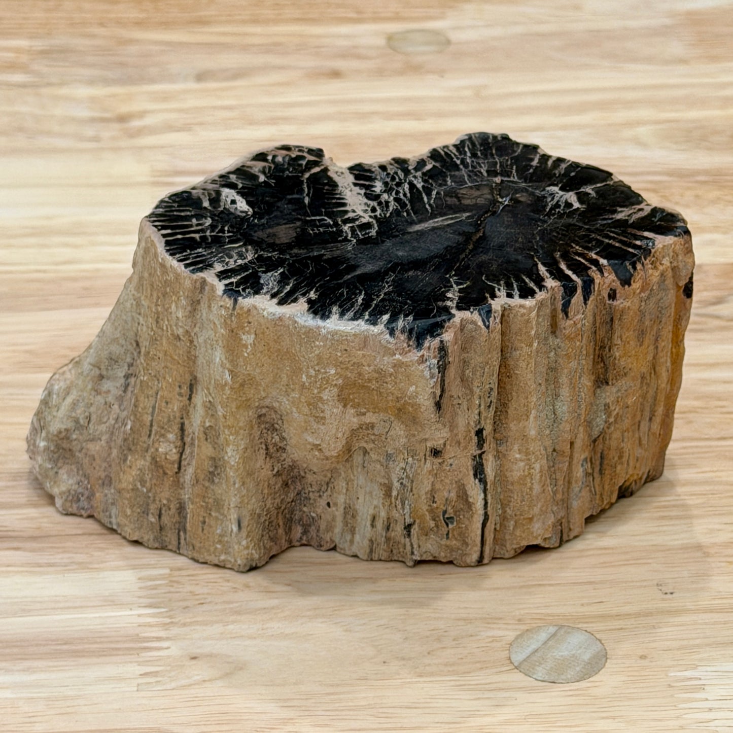 Petrified Wood Mini Stump Accent 5.6"