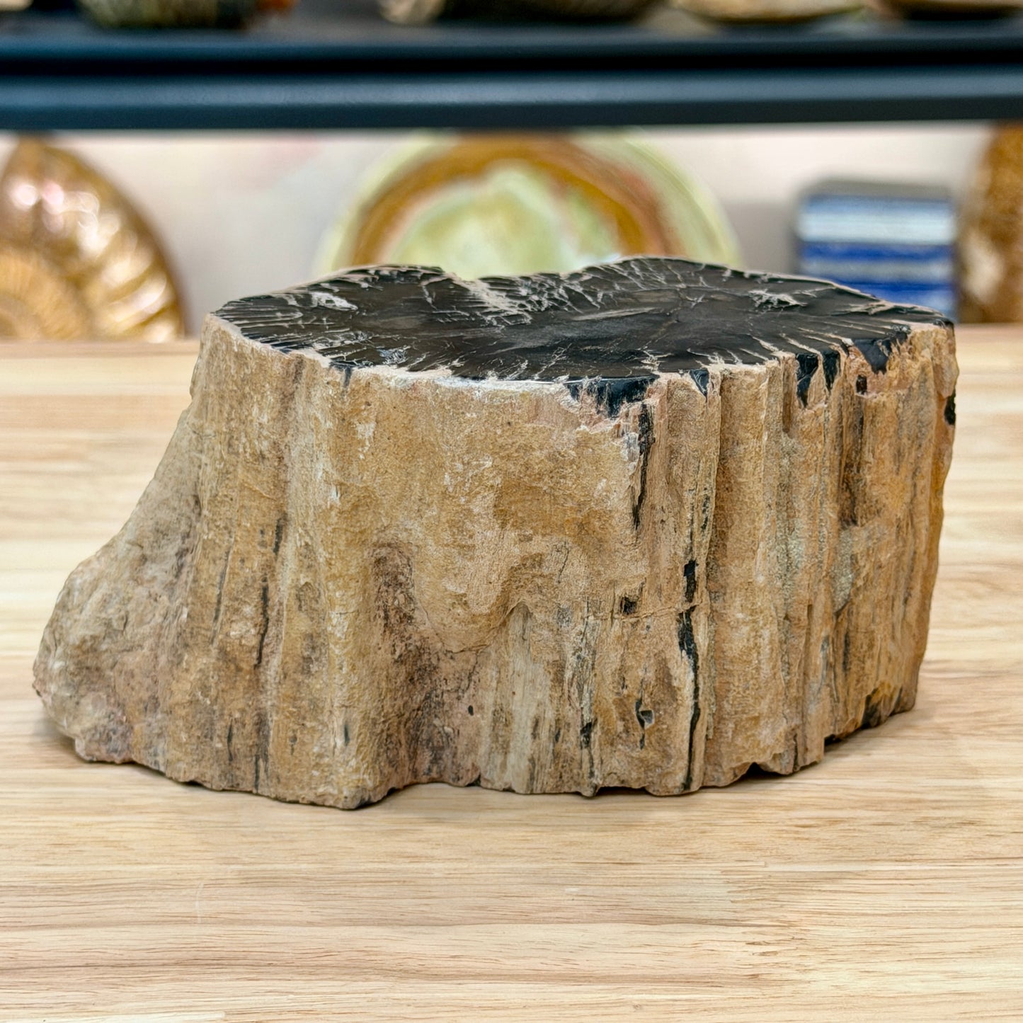 Petrified Wood Mini Stump Accent 5.6"