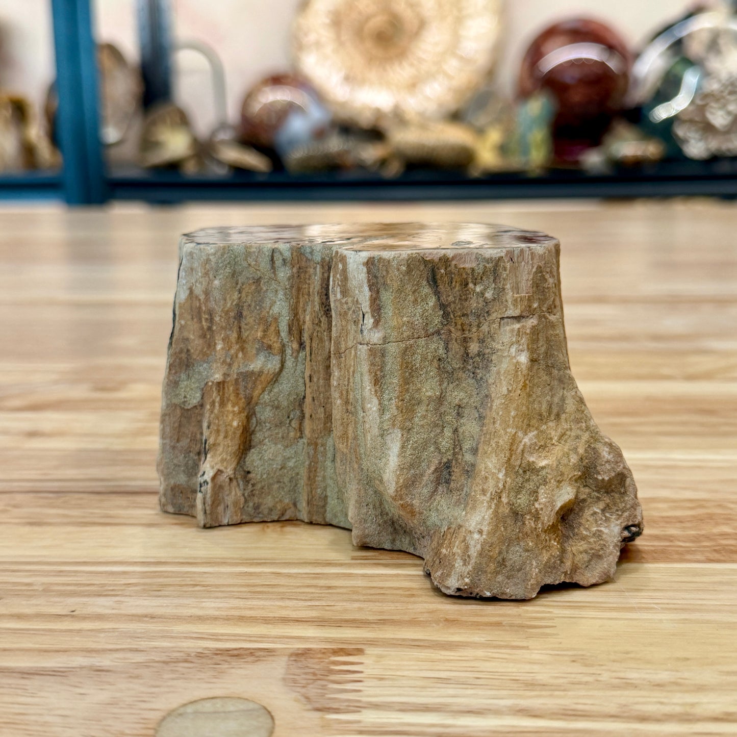 Petrified Wood Mini Stump Accent 5.6"