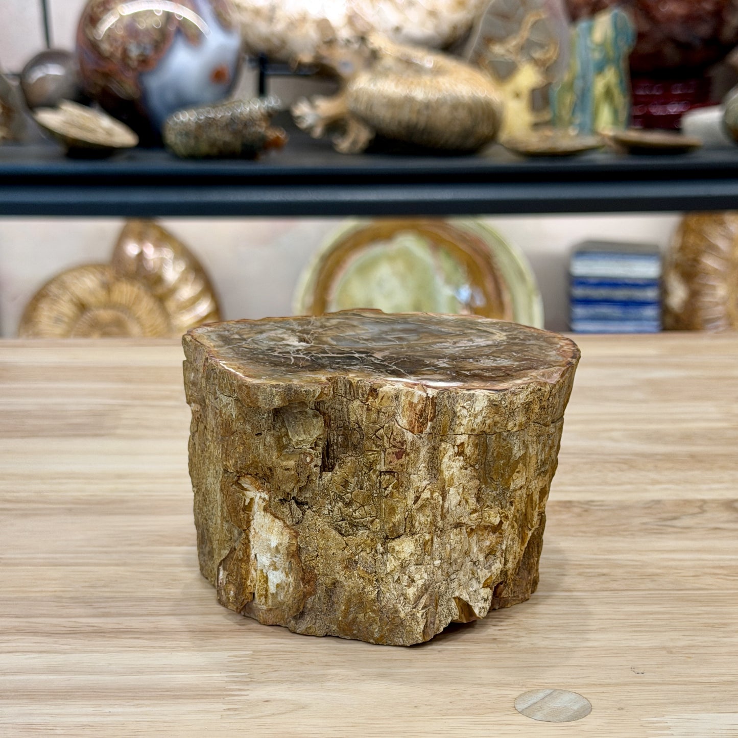 Petrified Wood Mini Stump Accent 4.6"