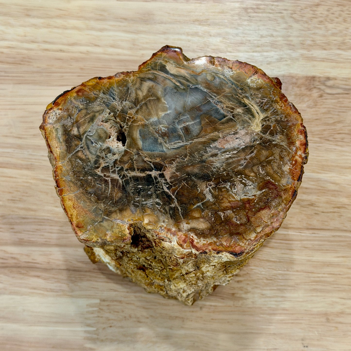 Petrified Wood Mini Stump Accent 4.6"