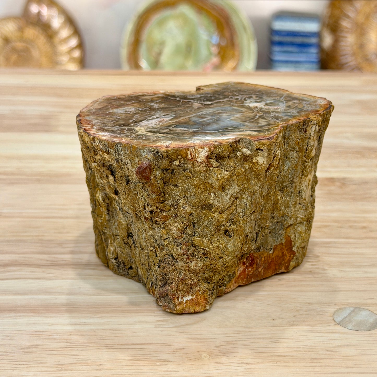 Petrified Wood Mini Stump Accent 4.6"