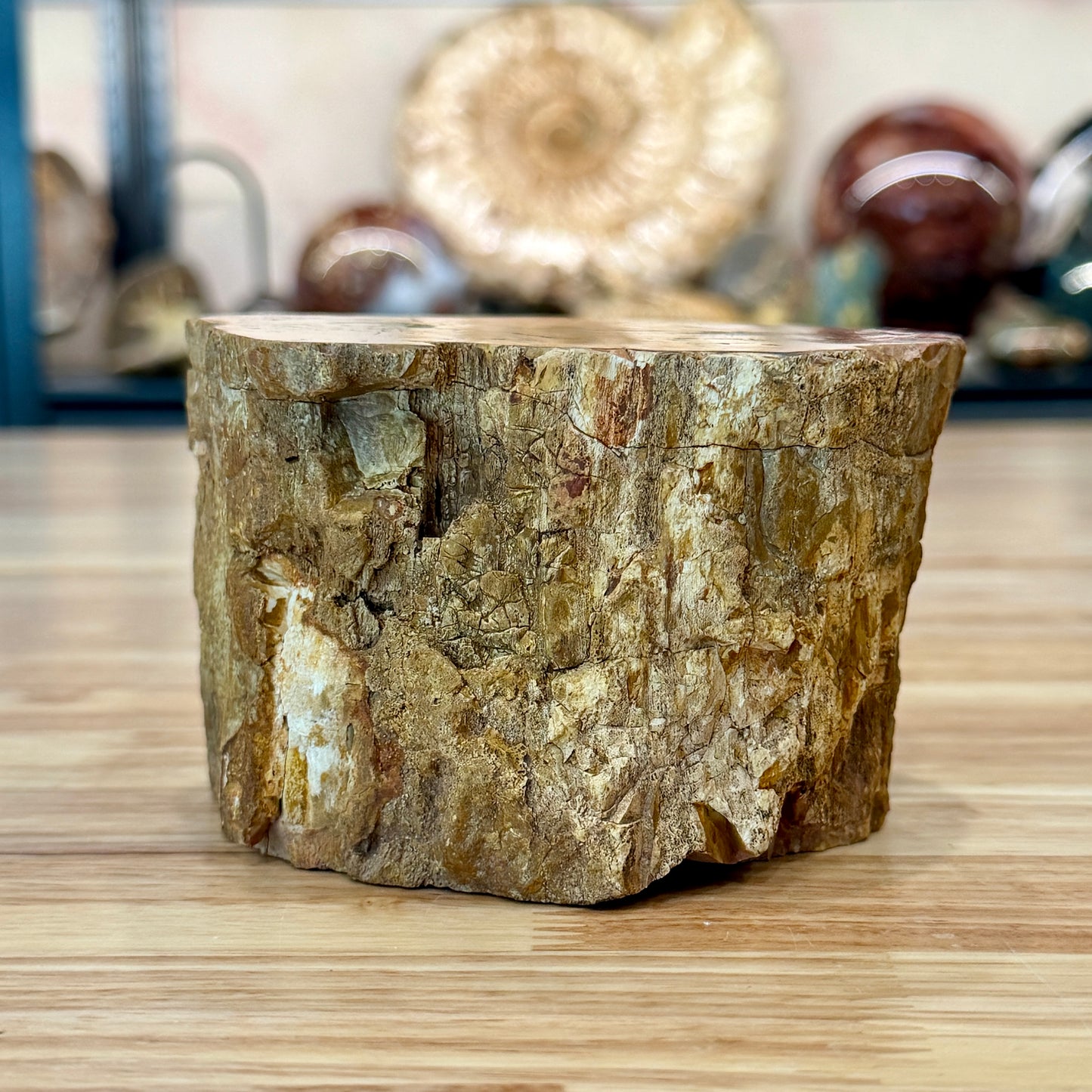 Petrified Wood Mini Stump Accent 4.6"