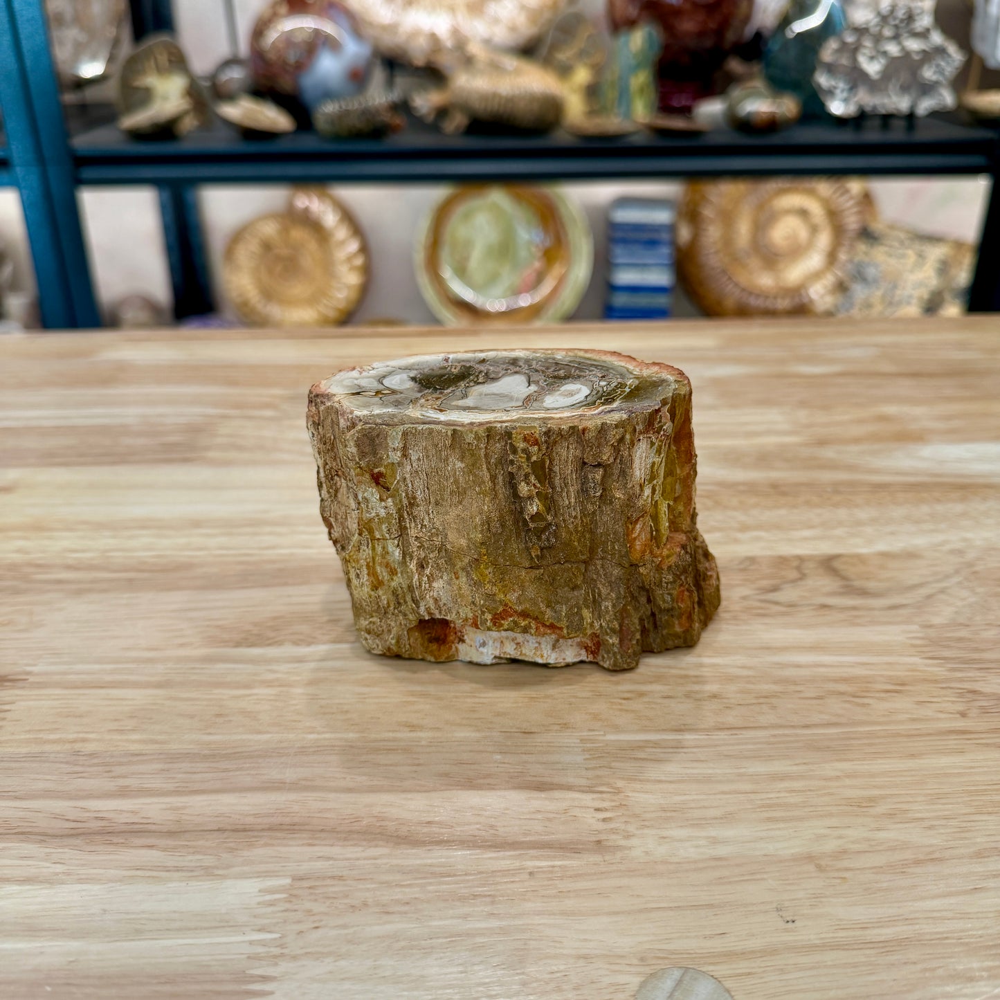 Petrified Wood Mini Stump Accent 4.3"
