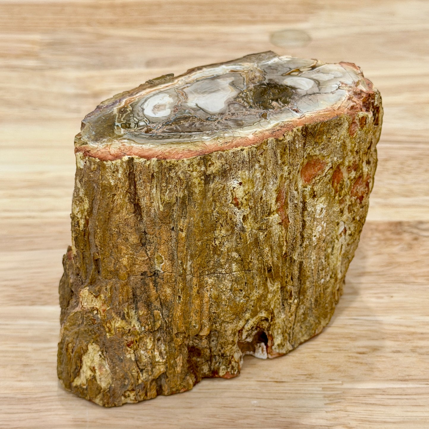 Petrified Wood Mini Stump Accent 4.3"