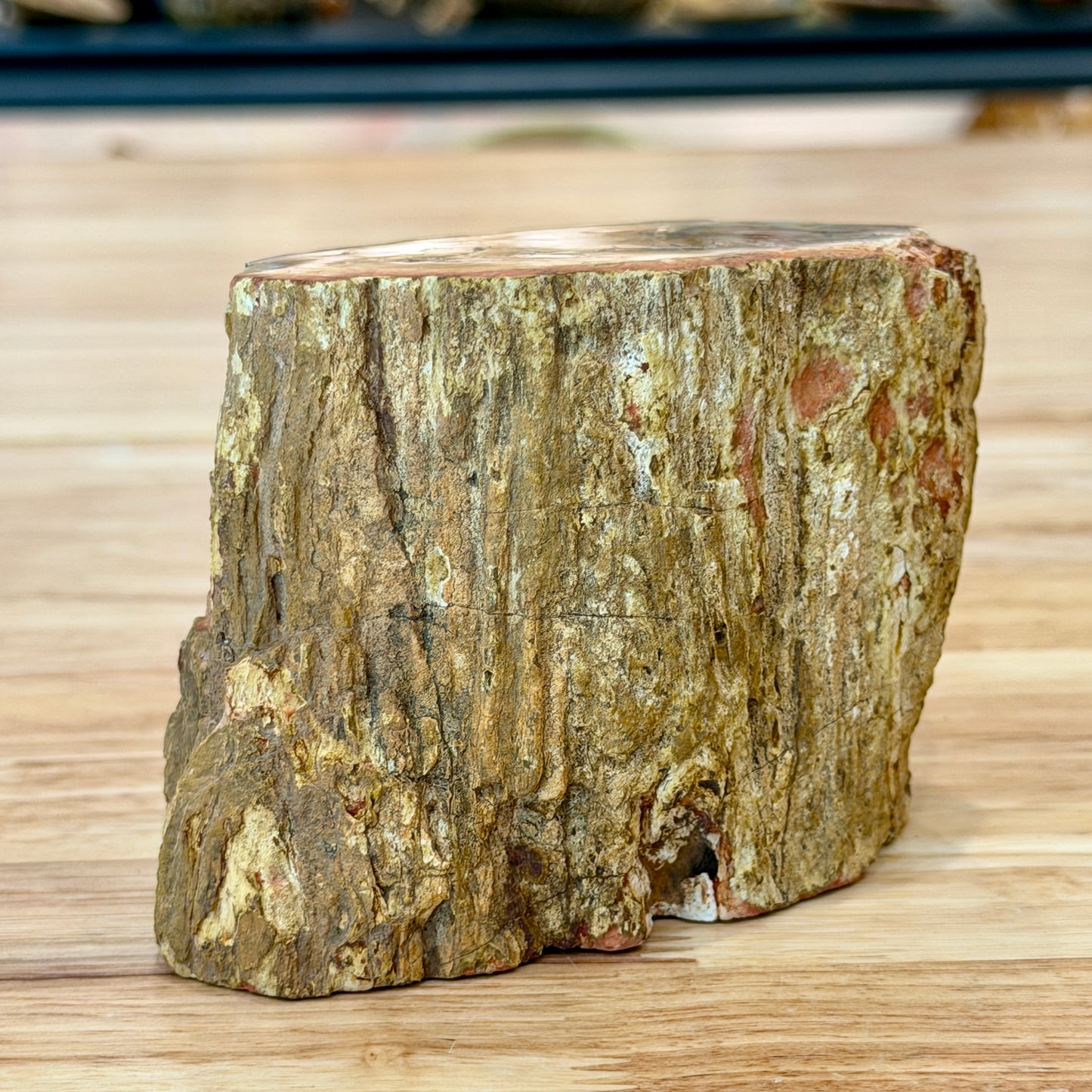 Petrified Wood Mini Stump Accent 4.3"