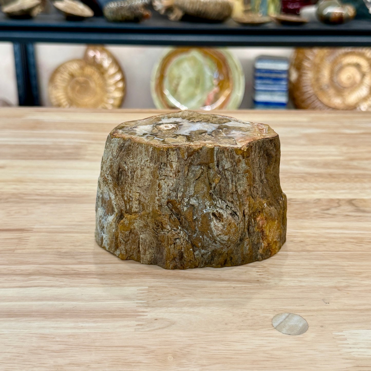 Petrified Wood Mini Stump Accent 5"