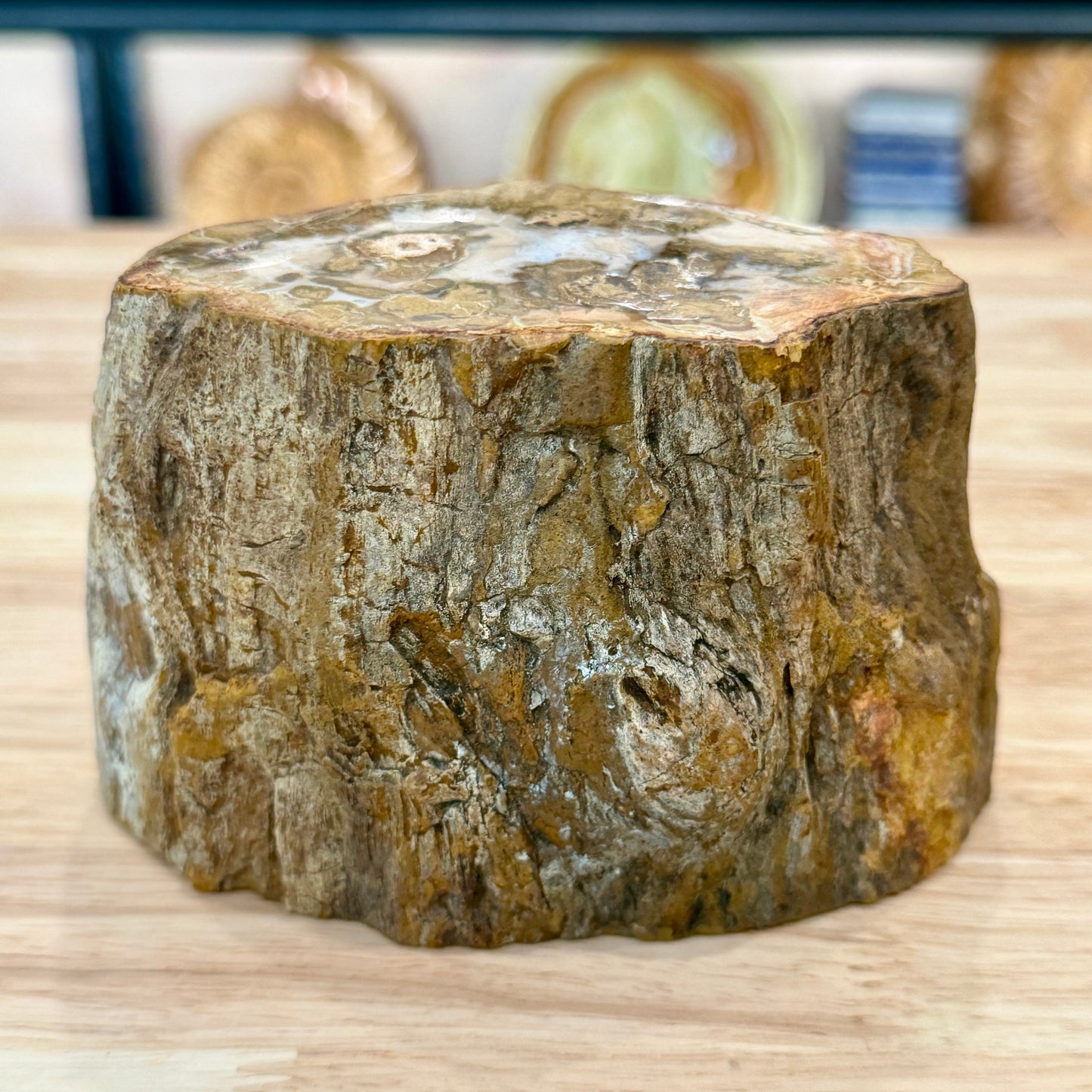 Petrified Wood Mini Stump Accent 5"