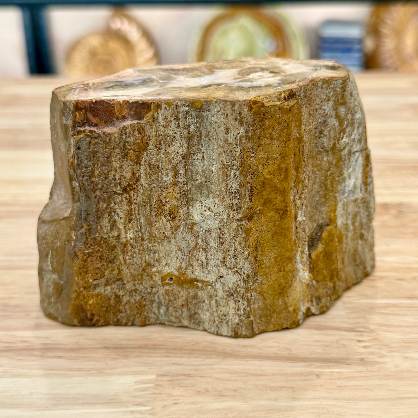 Petrified Wood Mini Stump Accent 5"