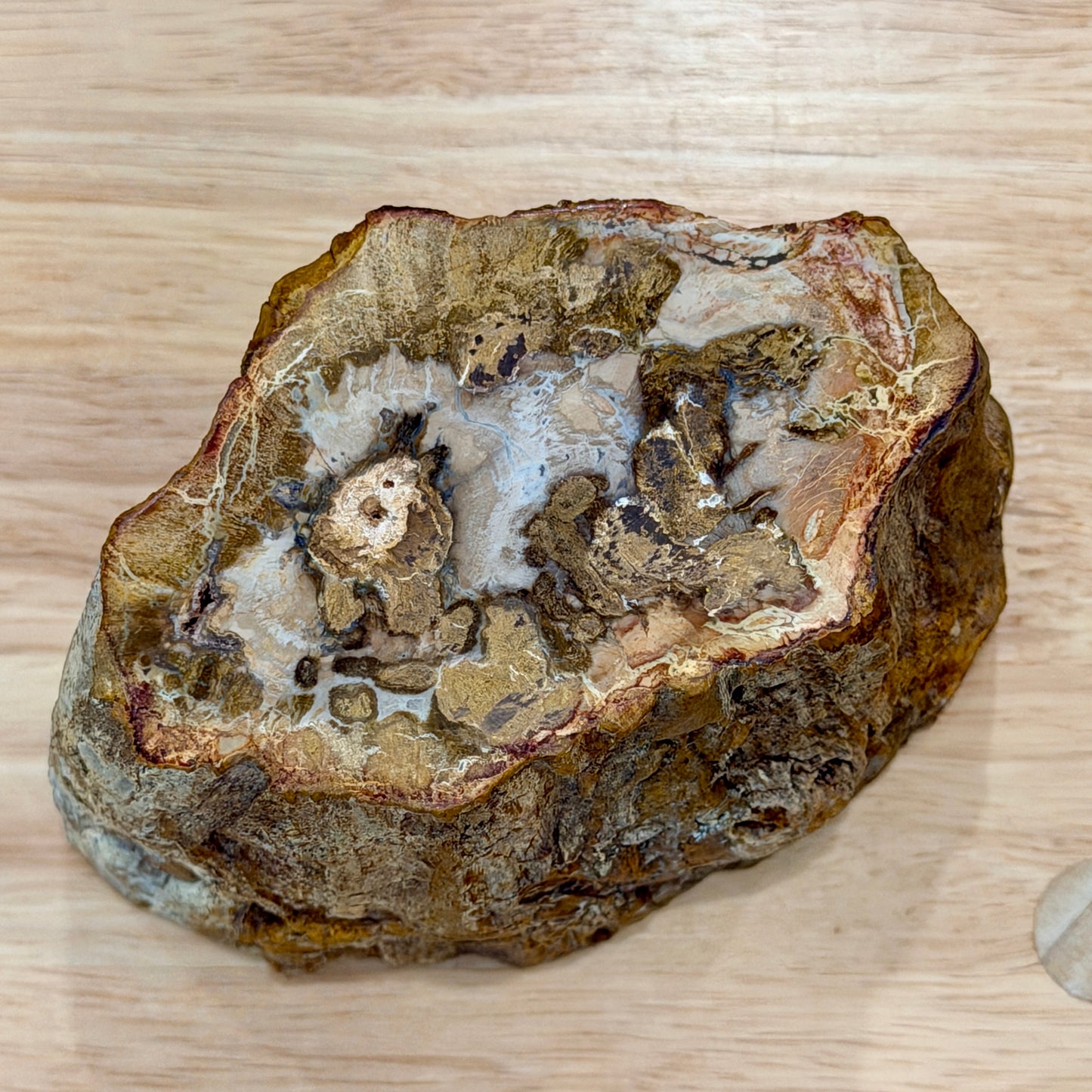 Petrified Wood Mini Stump Accent 5"