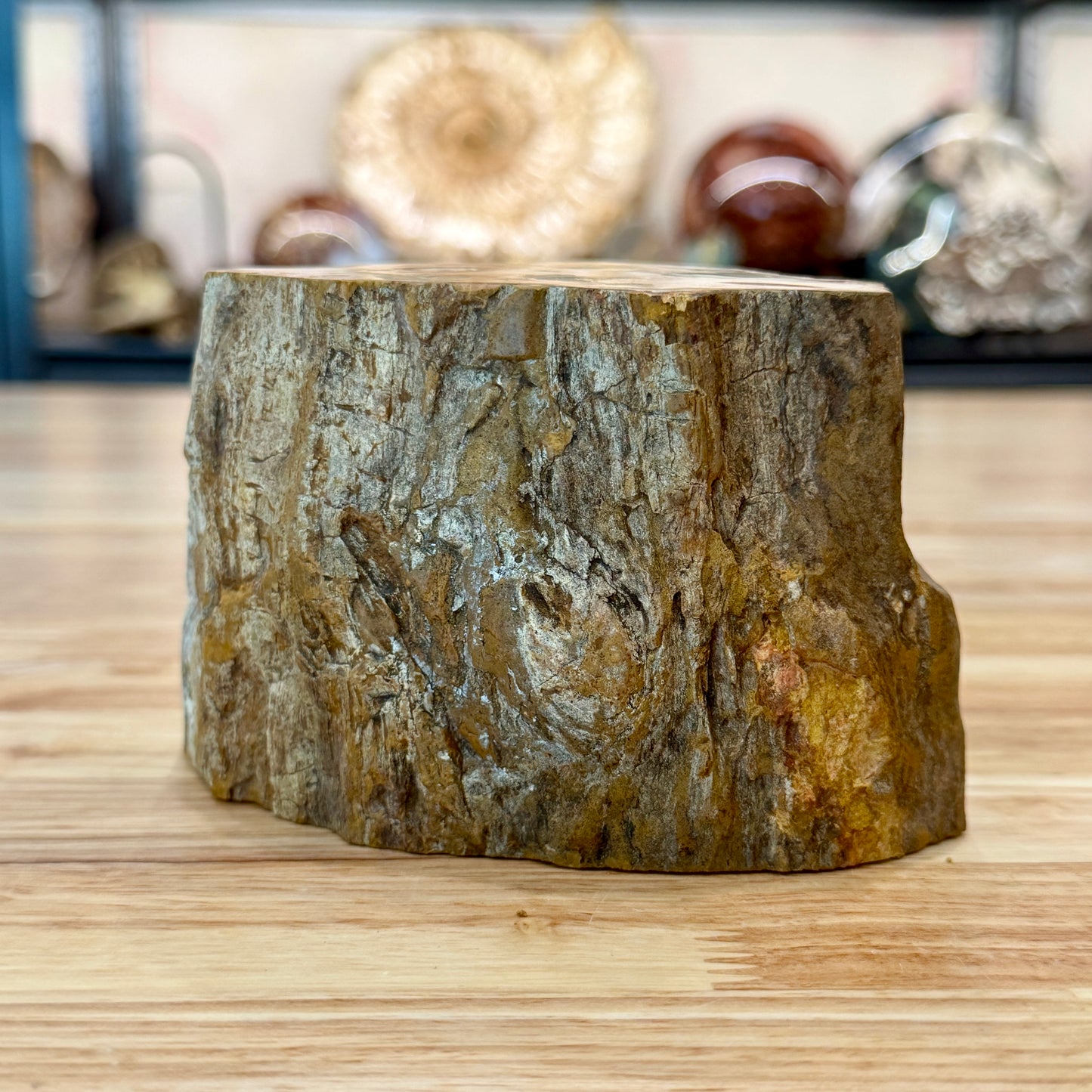 Petrified Wood Mini Stump Accent 5"