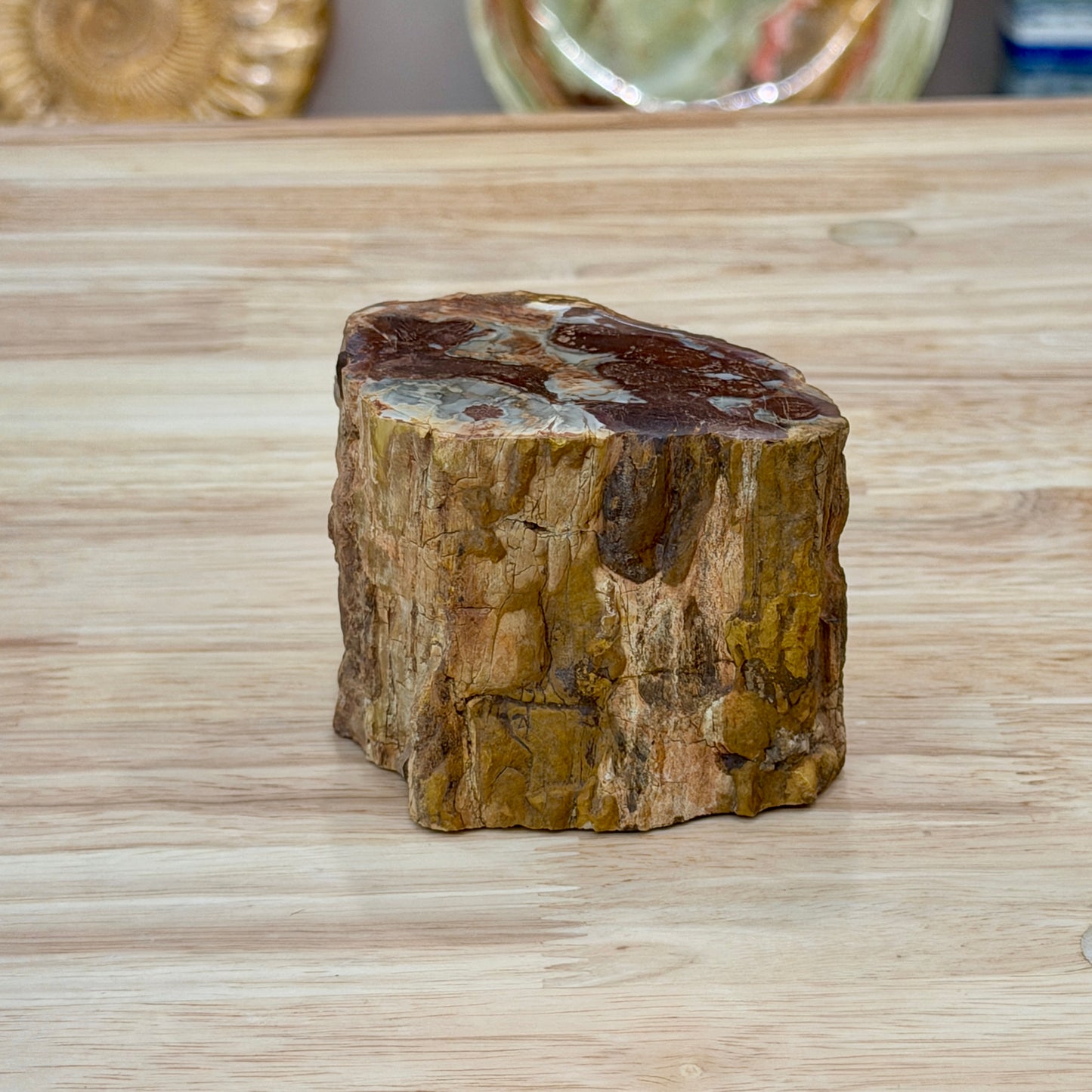 Petrified Wood Mini Stump Accent 3.2"