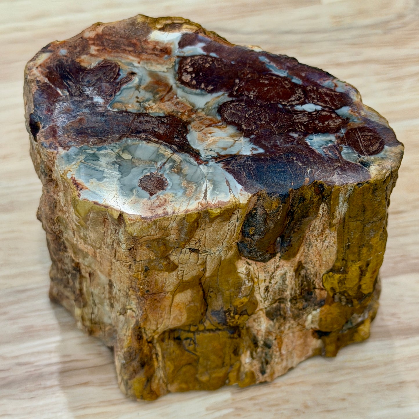 Petrified Wood Mini Stump Accent 3.2"