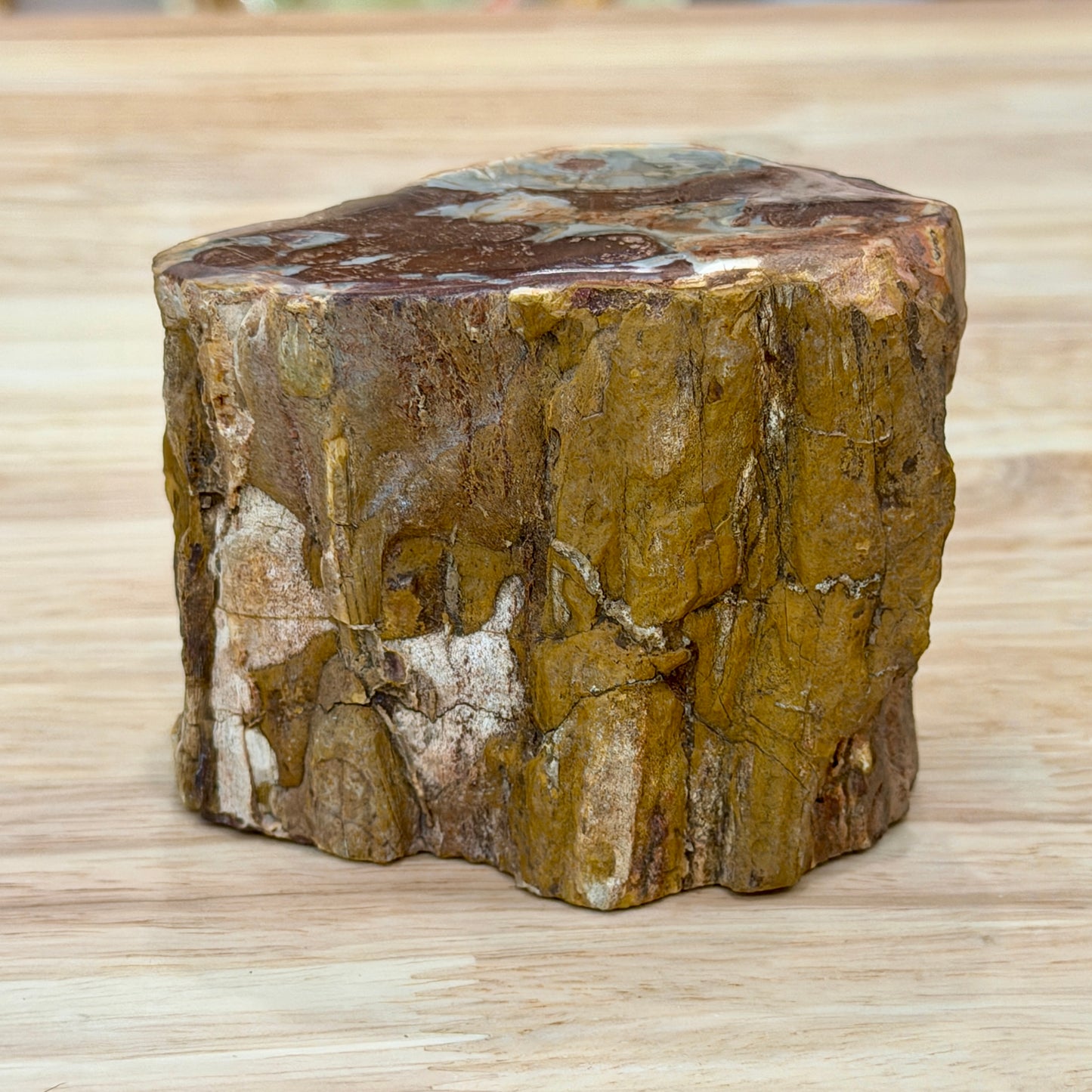 Petrified Wood Mini Stump Accent 3.2"