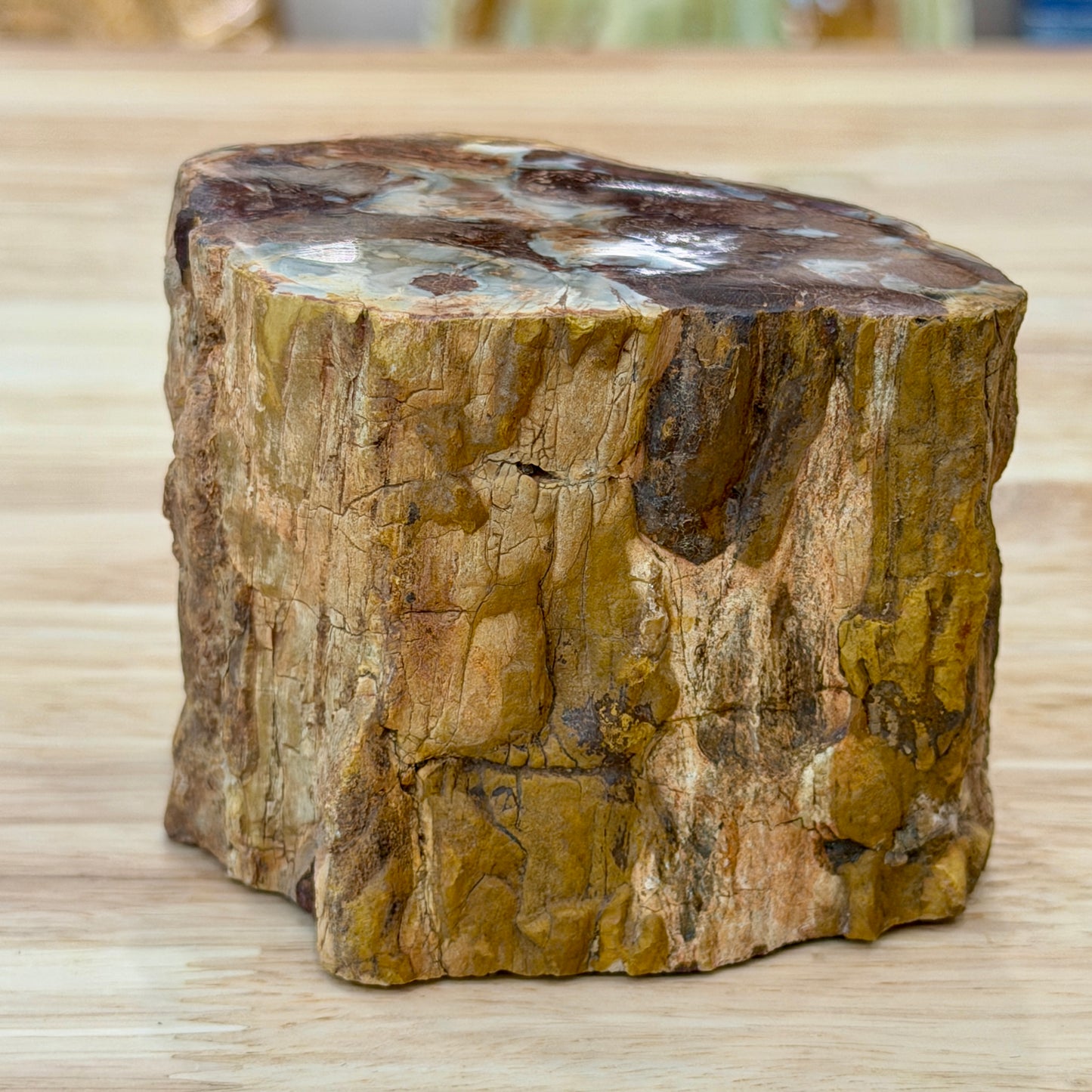 Petrified Wood Mini Stump Accent 3.2"